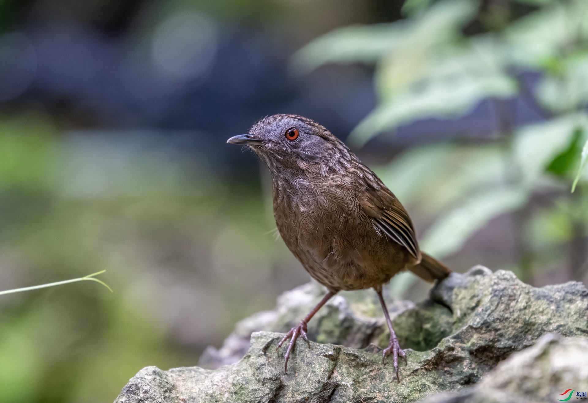 DSC_6498-1.jpg