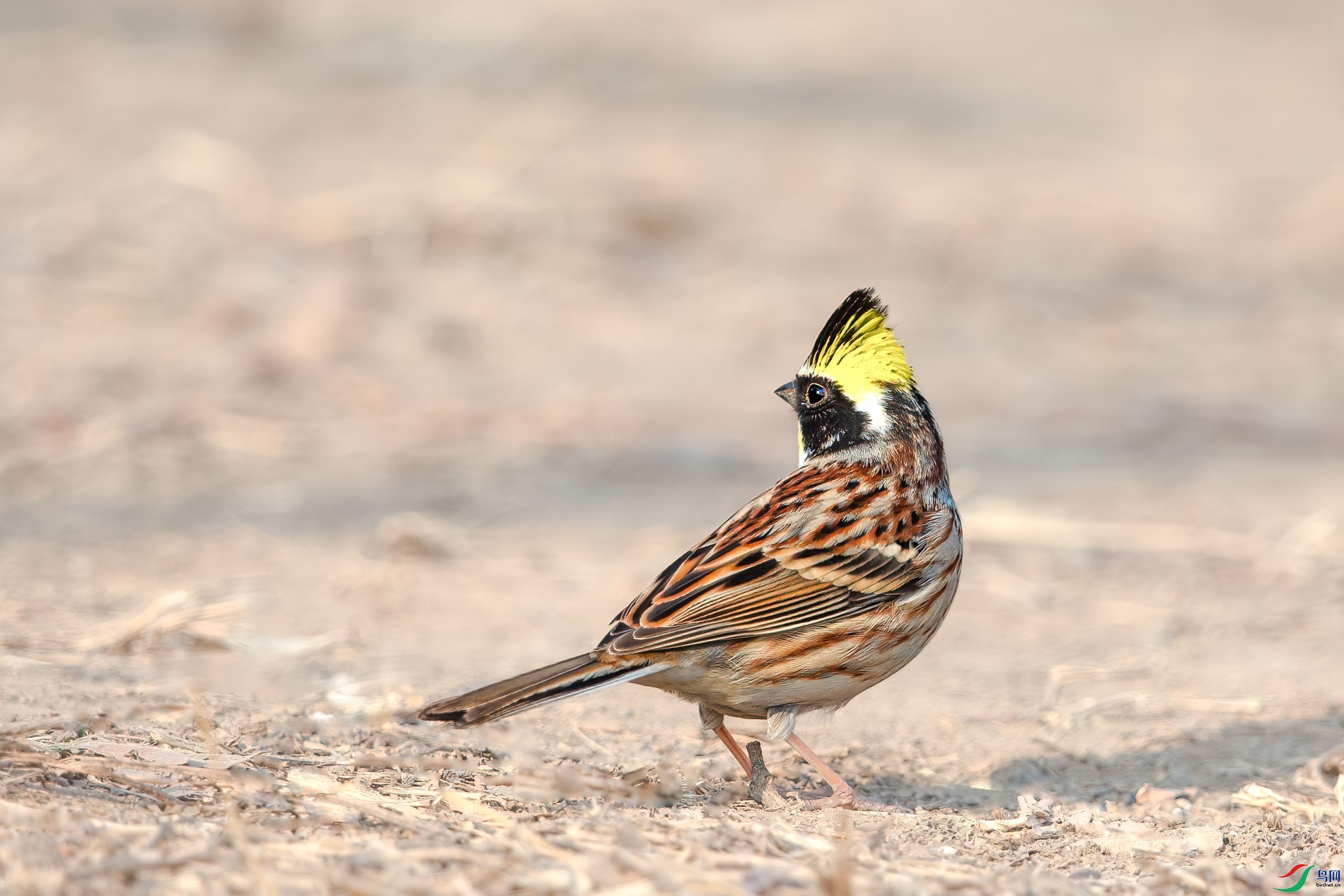 AQ4P8534-1.jpg