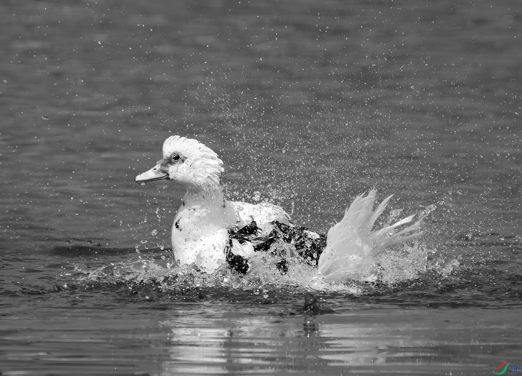 DSC06788 ����_����_����.jpg