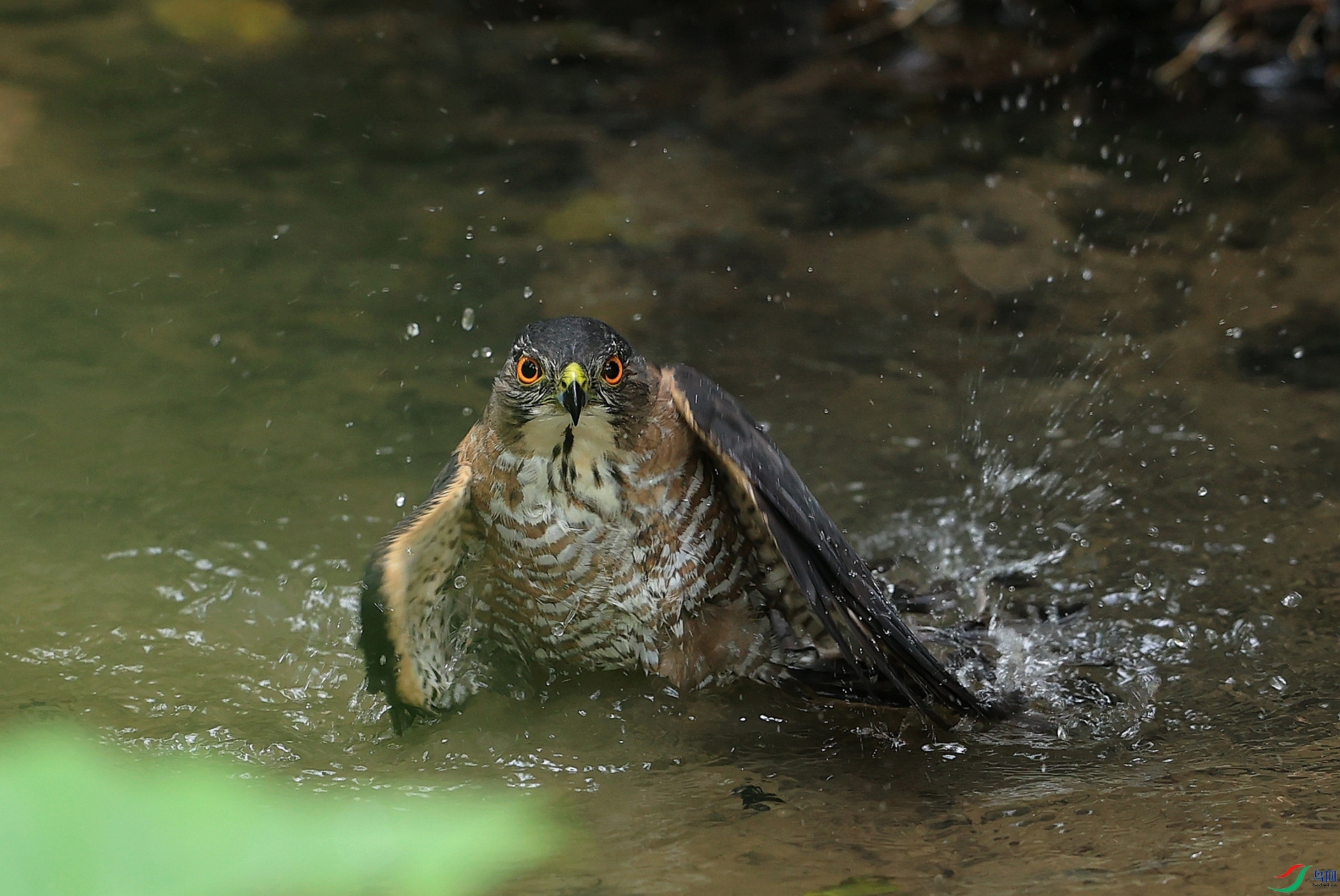 ����AK1I7756 ȸӥϷˮ��36�����ϵĸ��£������ˣ���������.JPG