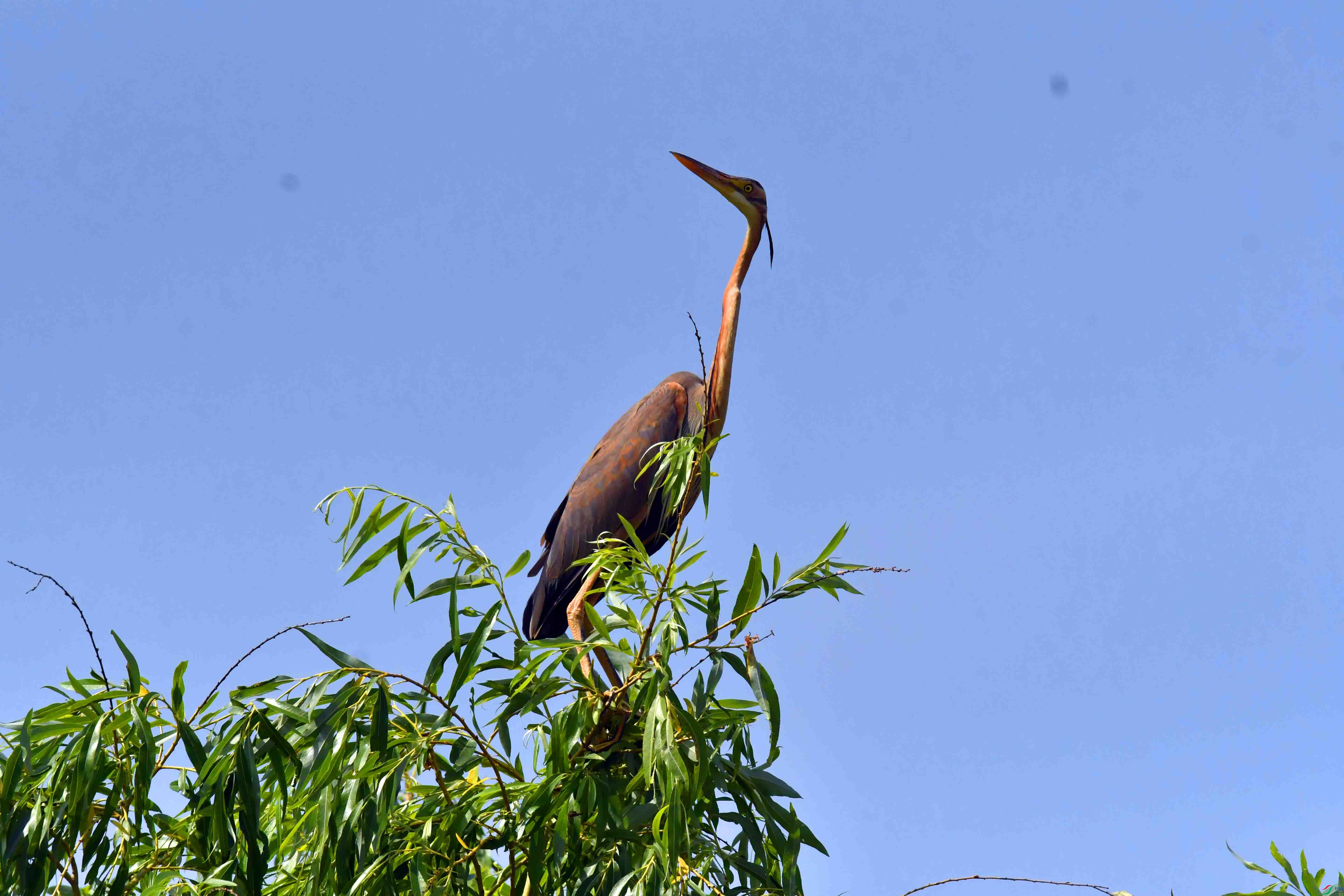 DSC_9920.JPG
