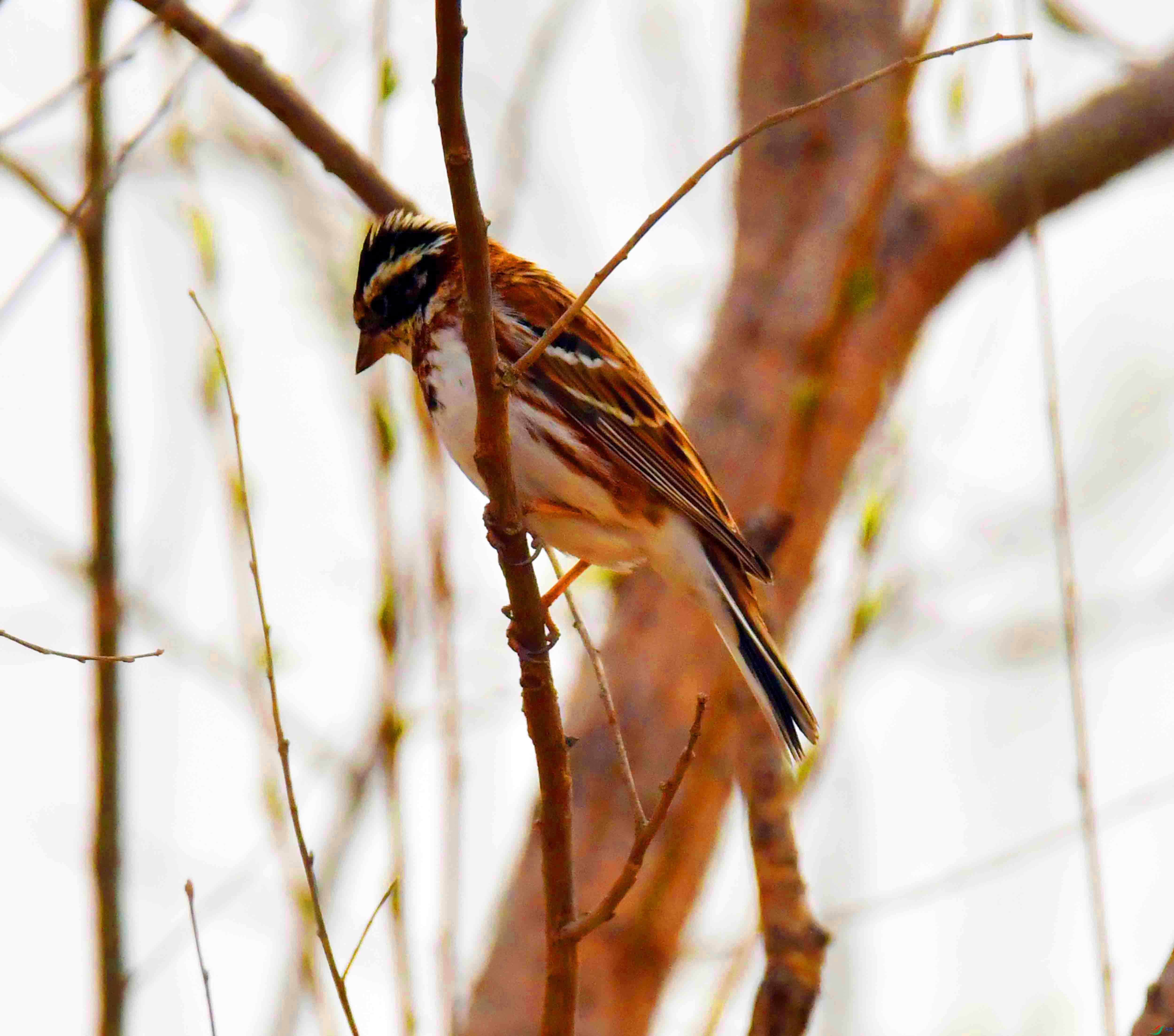 DSC_3575.JPG
