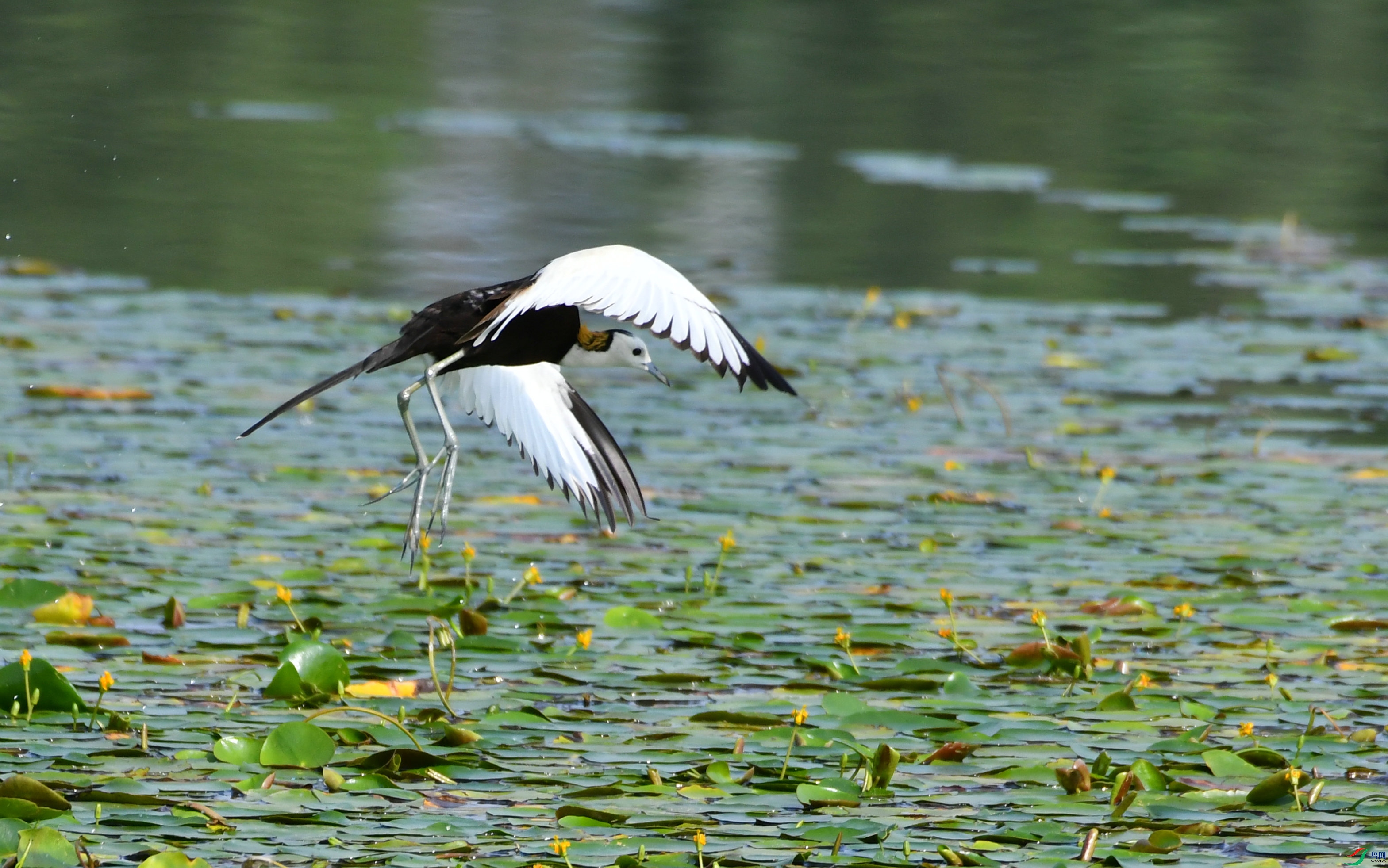 DSC_8653.JPG