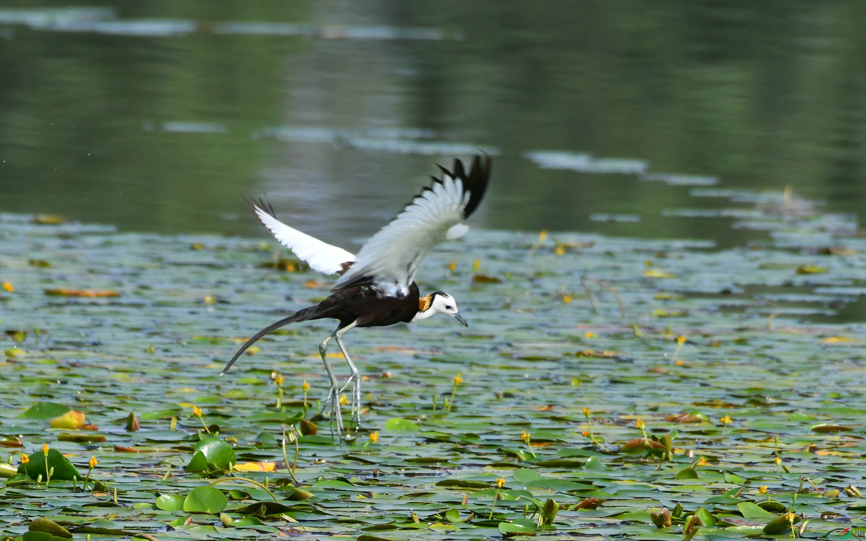 DSC_8654.JPG