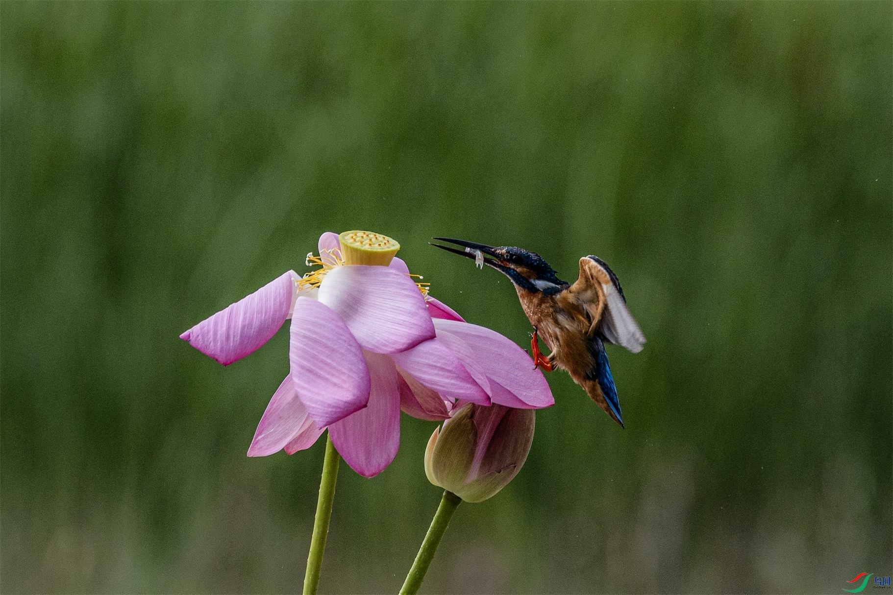 1K3A3191 ����1.jpg