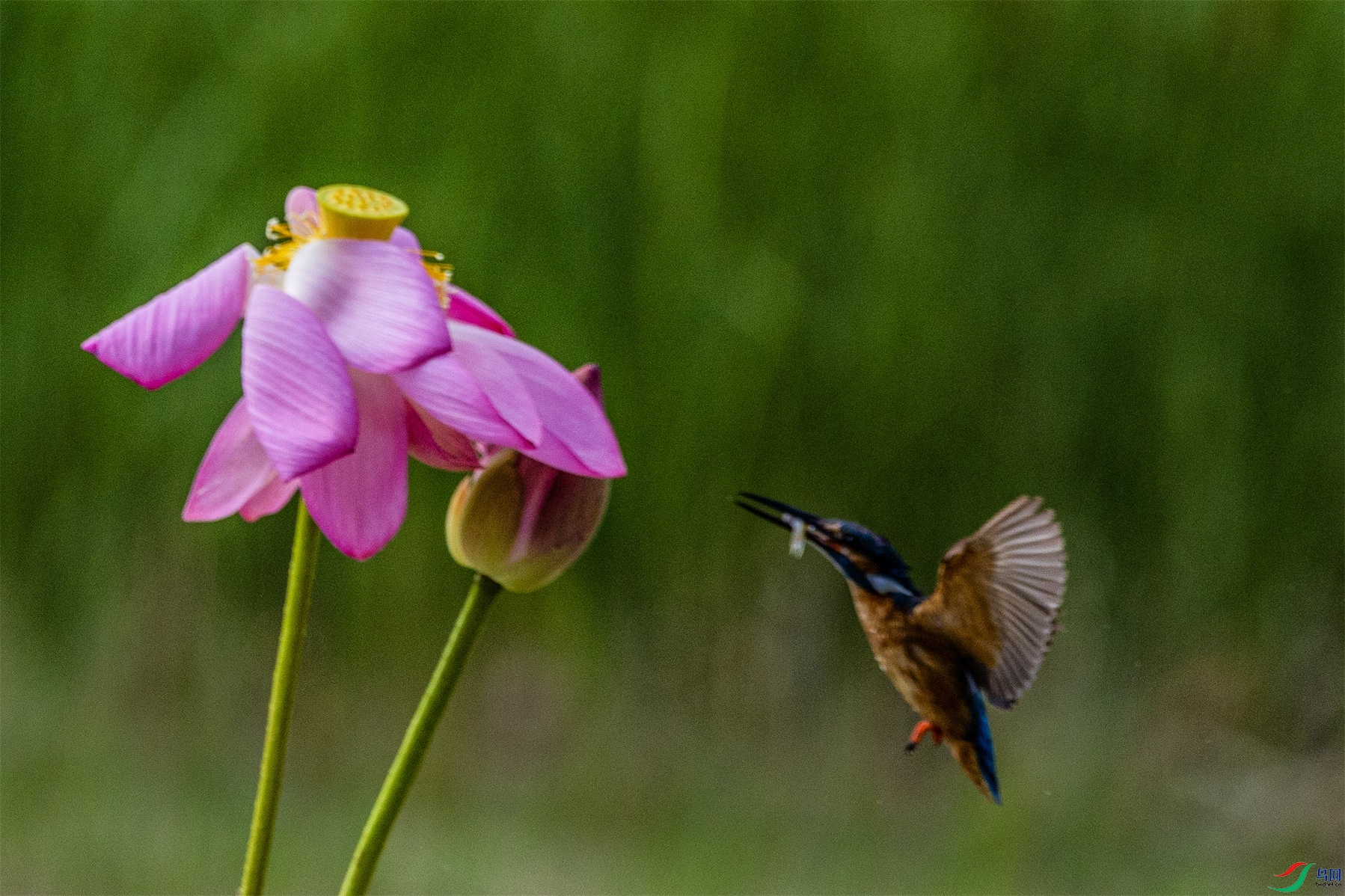 1K3A3188 ����1.jpg