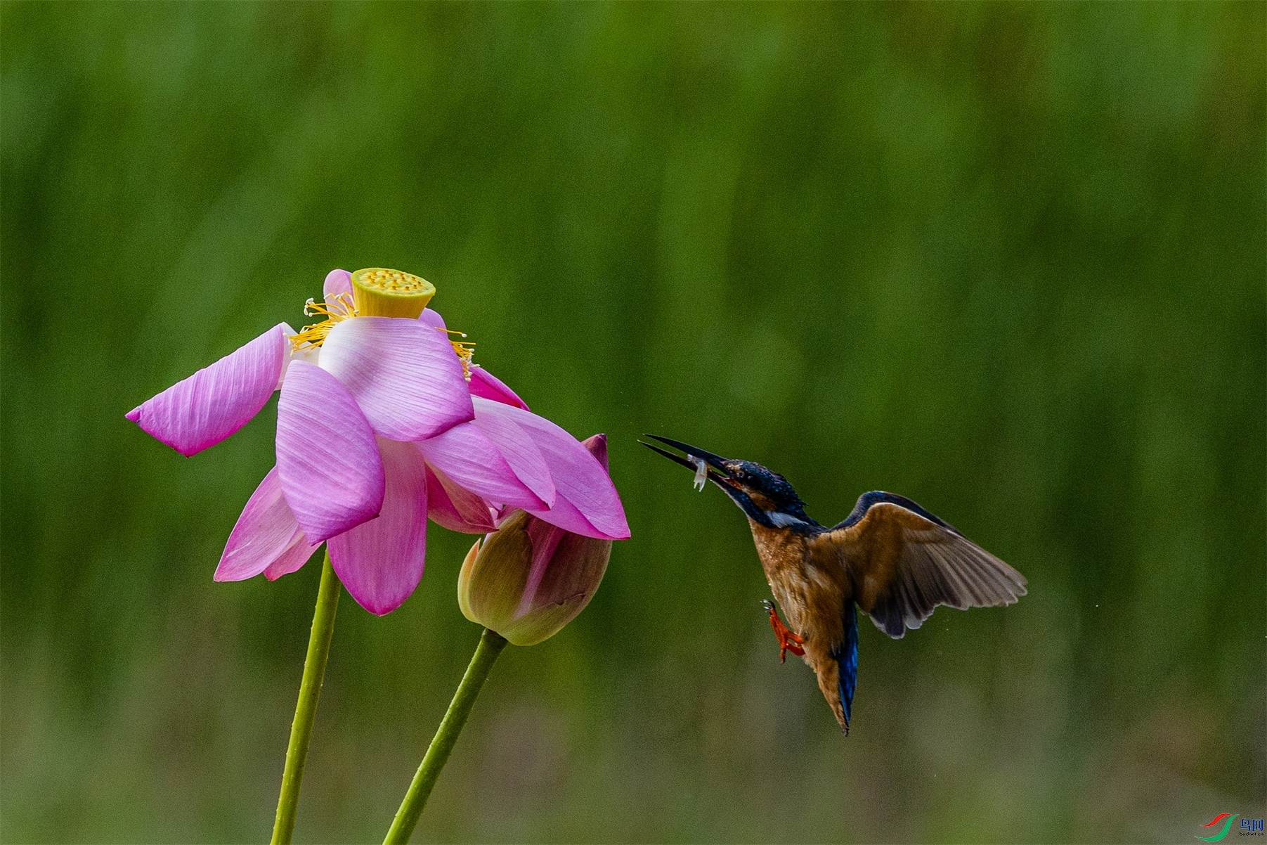 1K3A3189 ����1.jpg