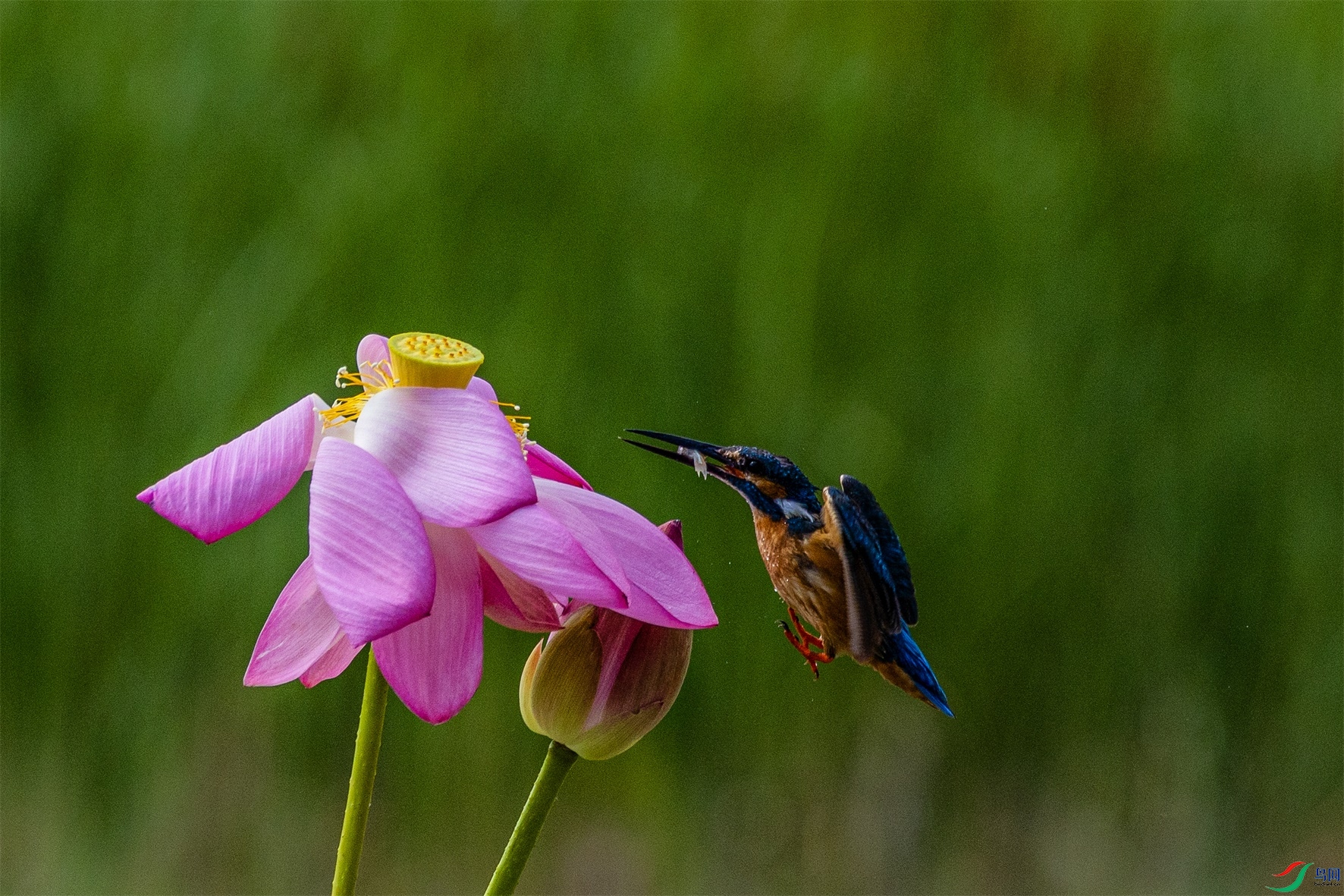 1K3A3190 ����1.jpg