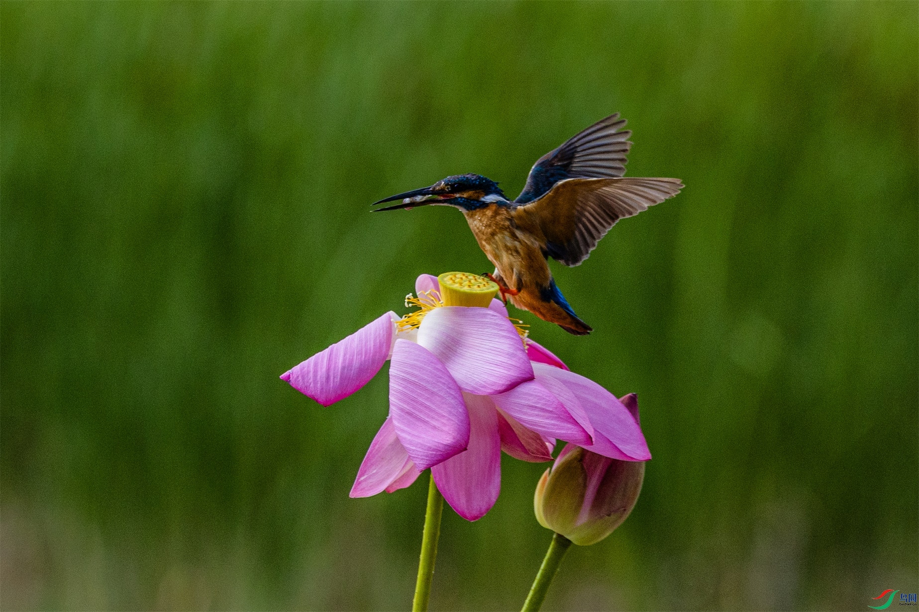 1K3A3195 ����1.jpg