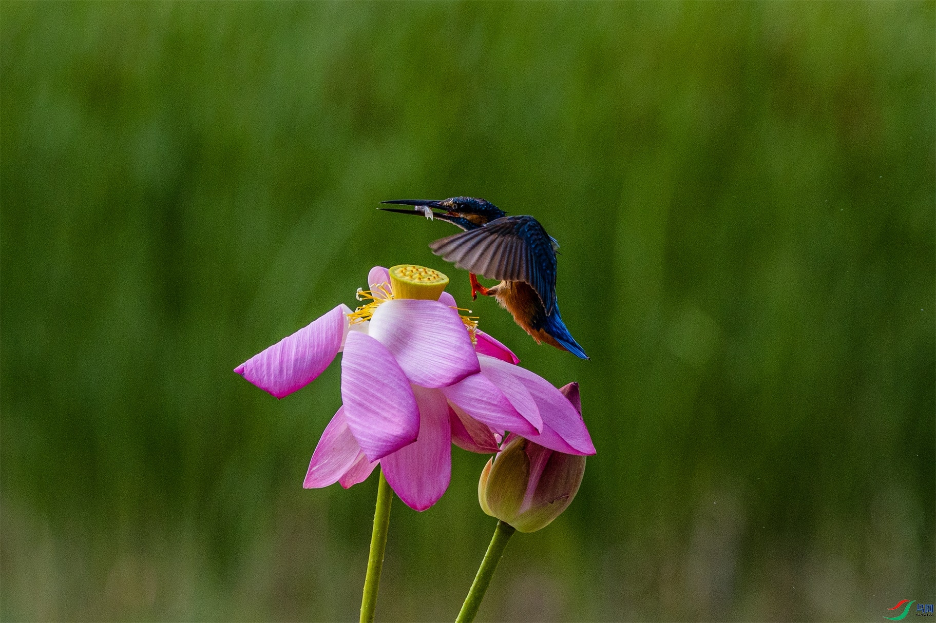 1K3A3193 ����1.jpg