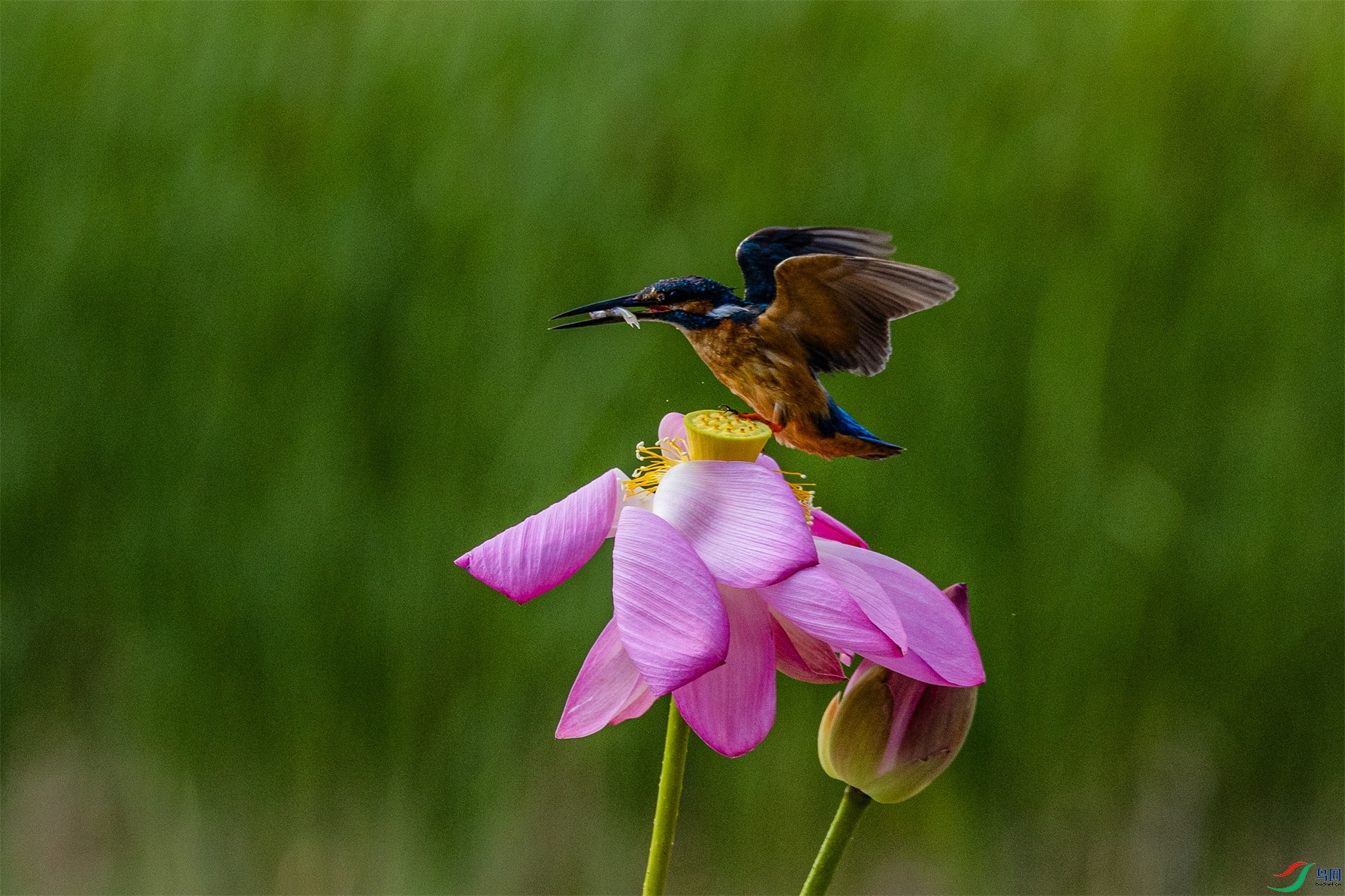 1K3A3196 ����1.jpg