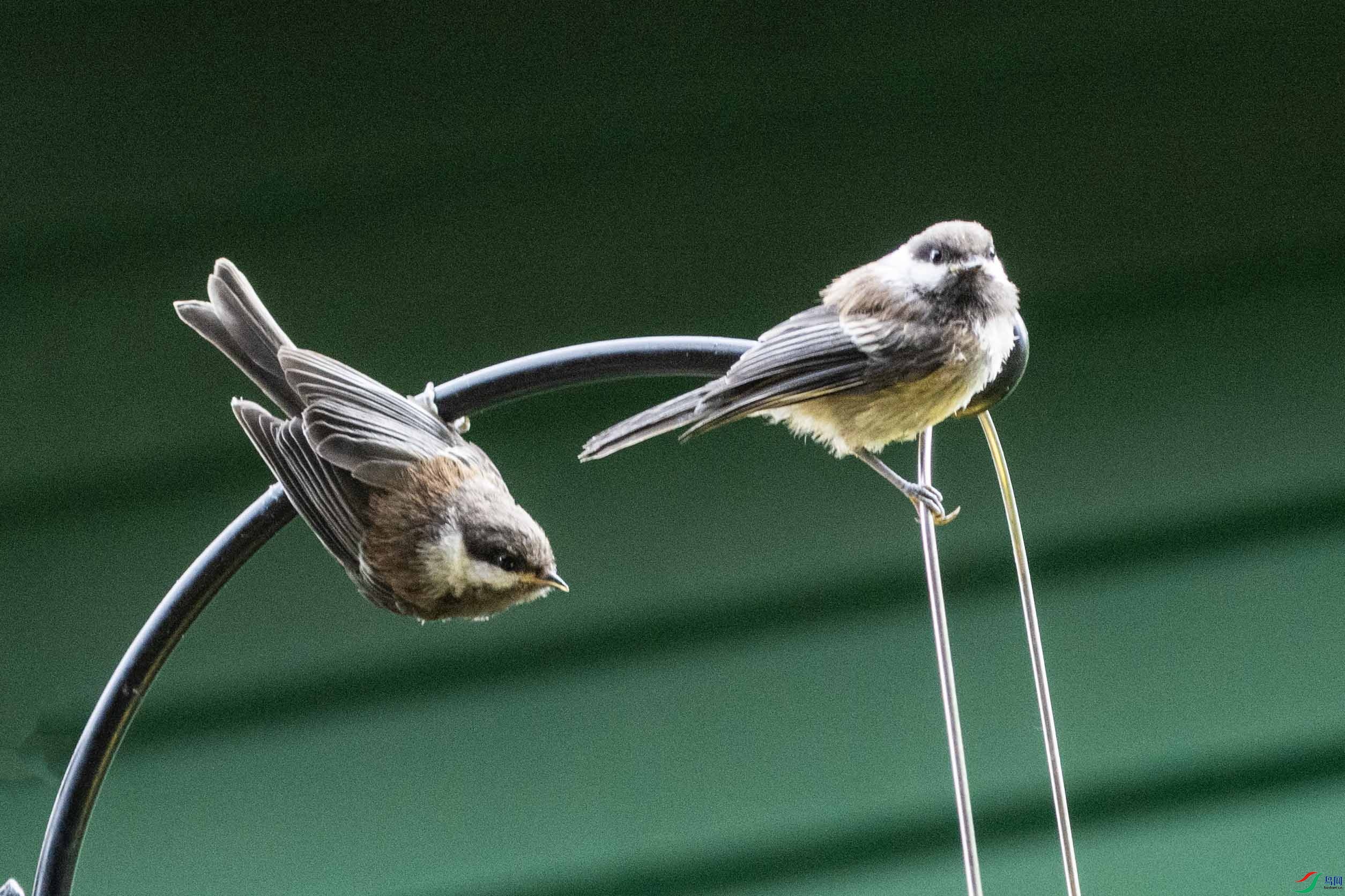 DSC_7404 ����.jpg