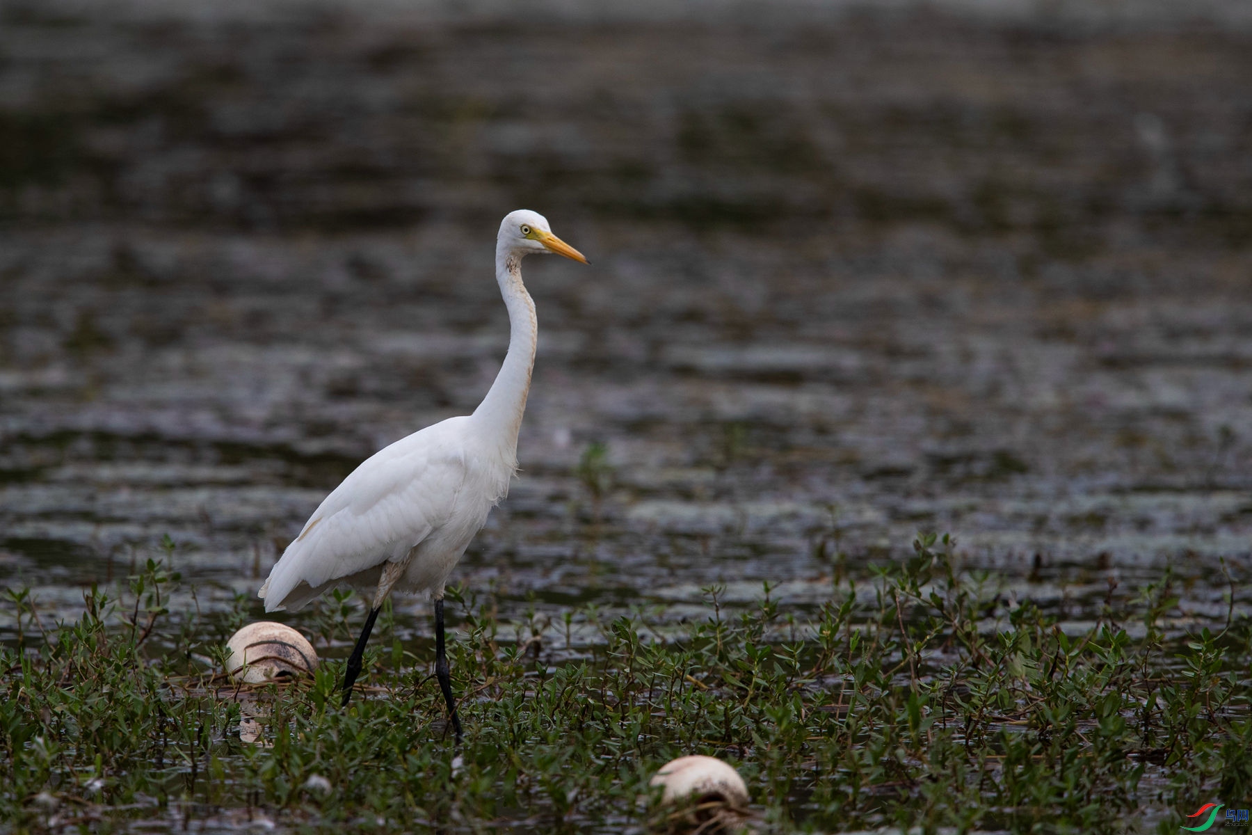 ��԰����4