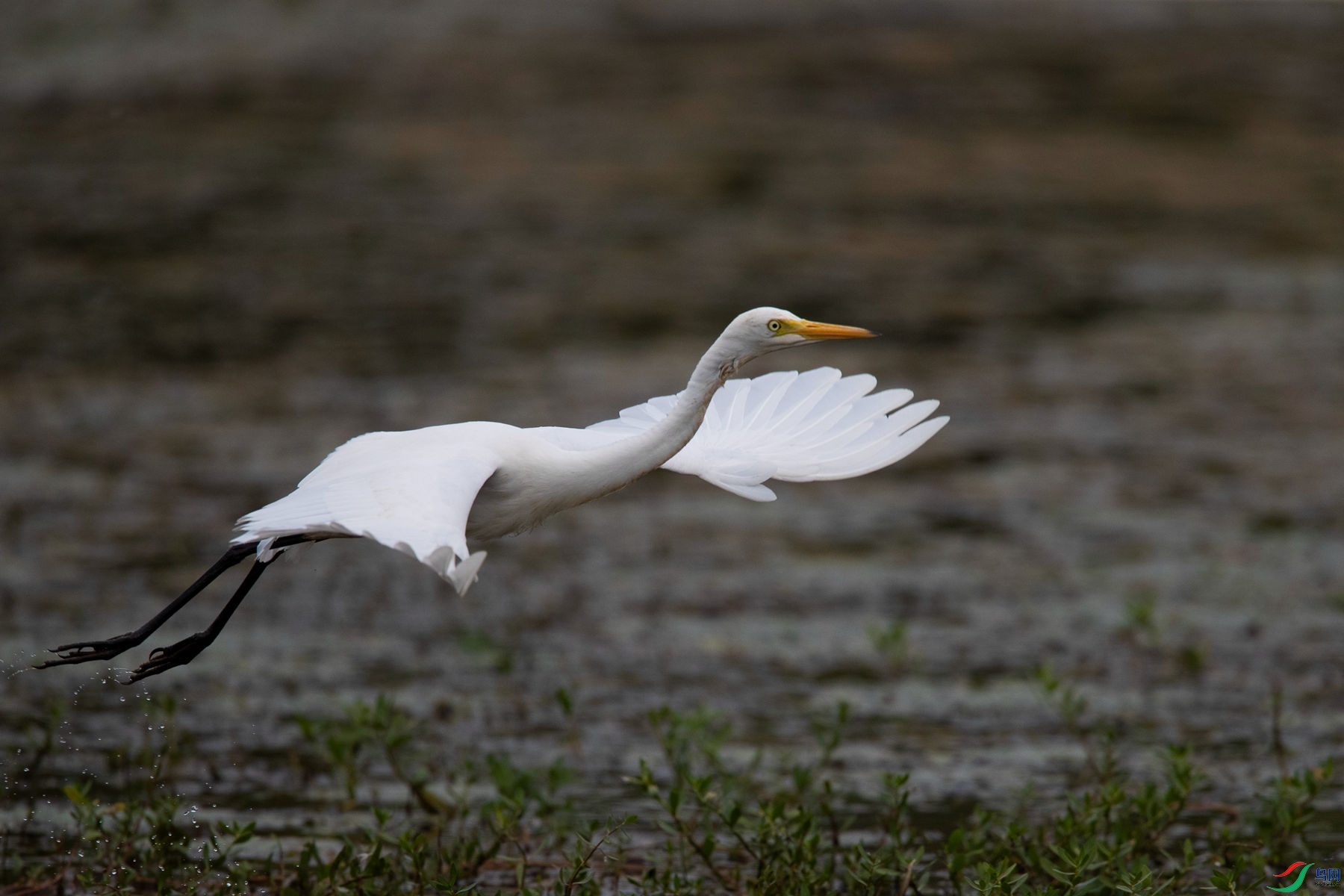 ��԰����9