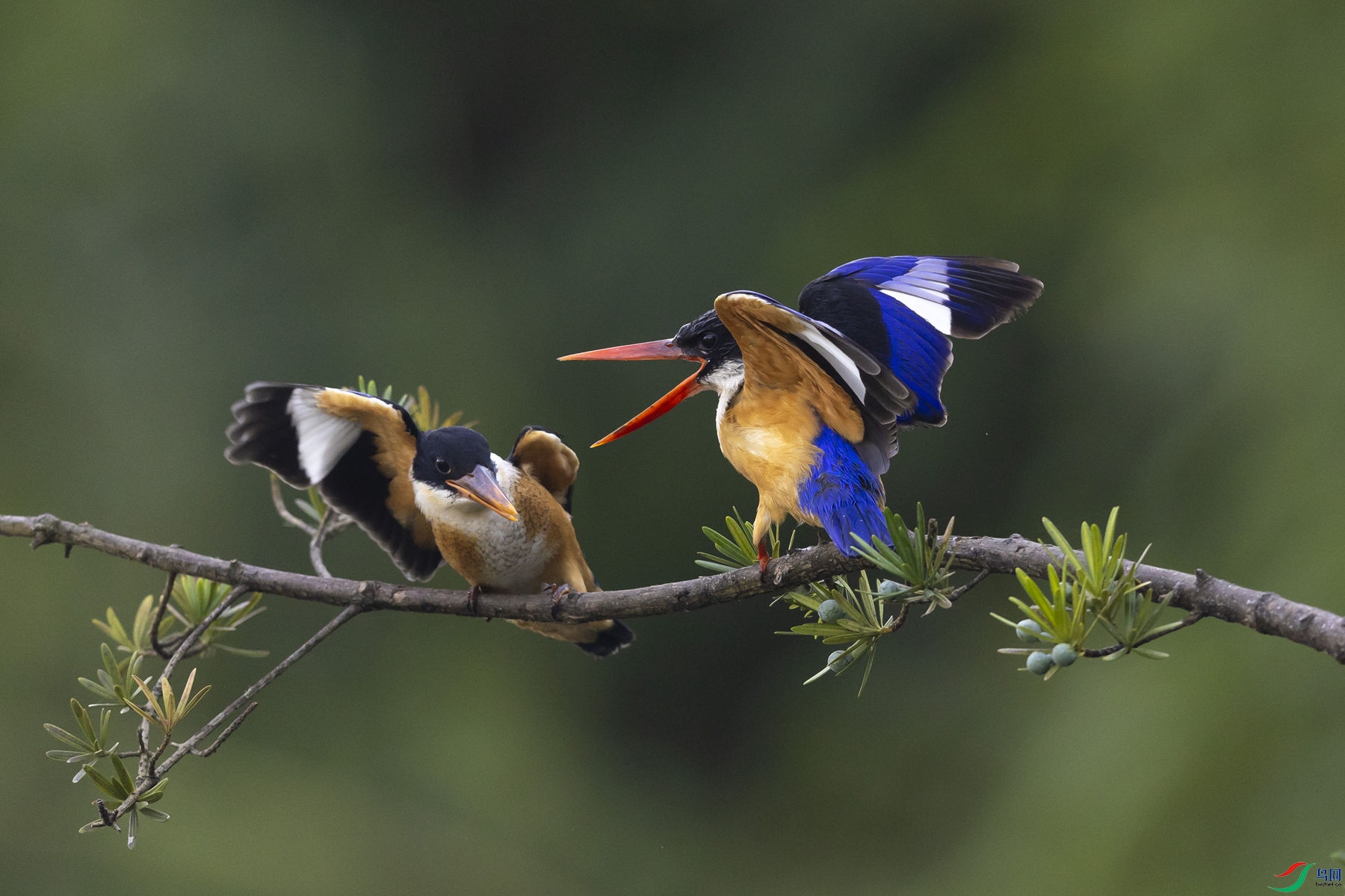 �������