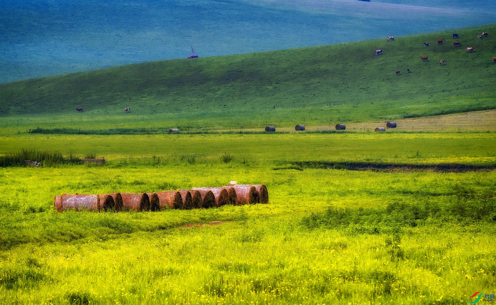 ���ԭ�ϵĲݵ���