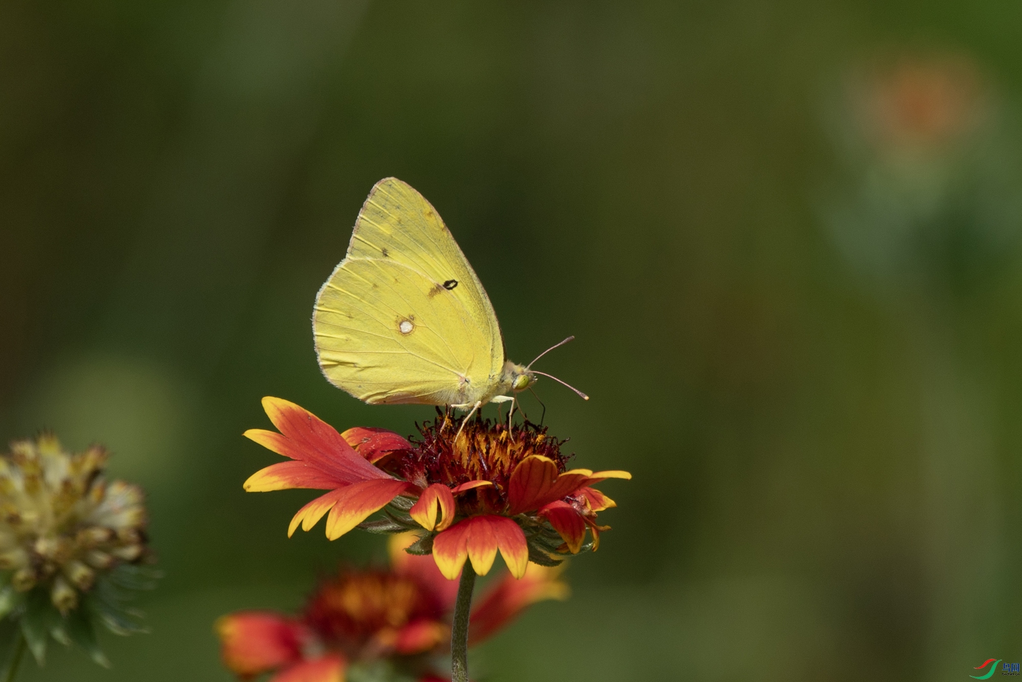 DSC_2599 ����.jpg