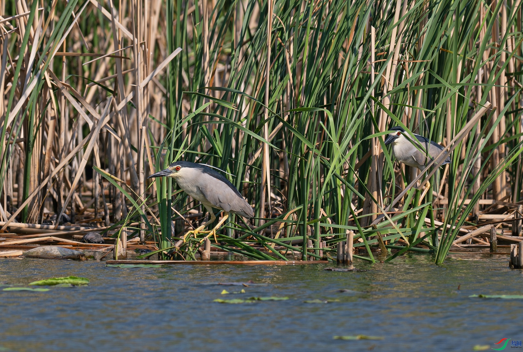_DSC7058f.jpg
