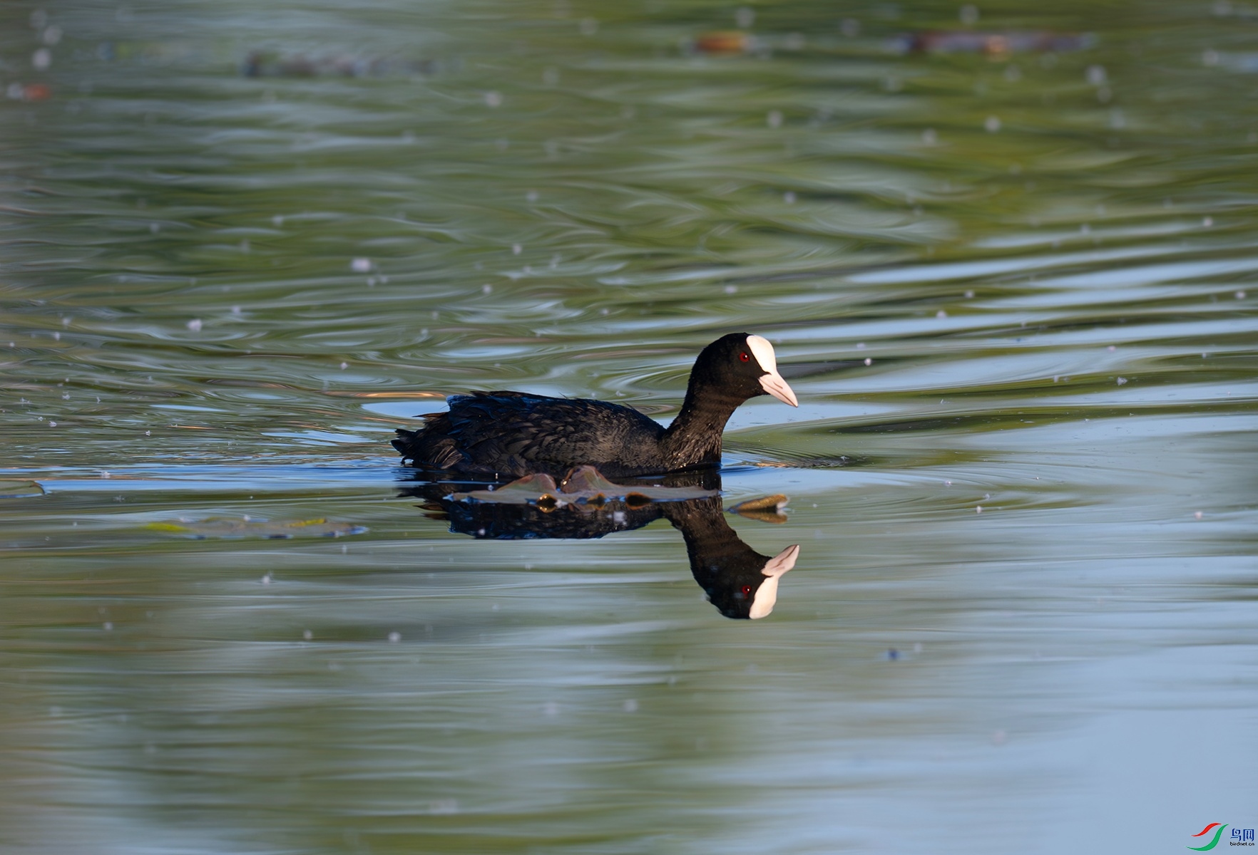 _DSC2000f.jpg