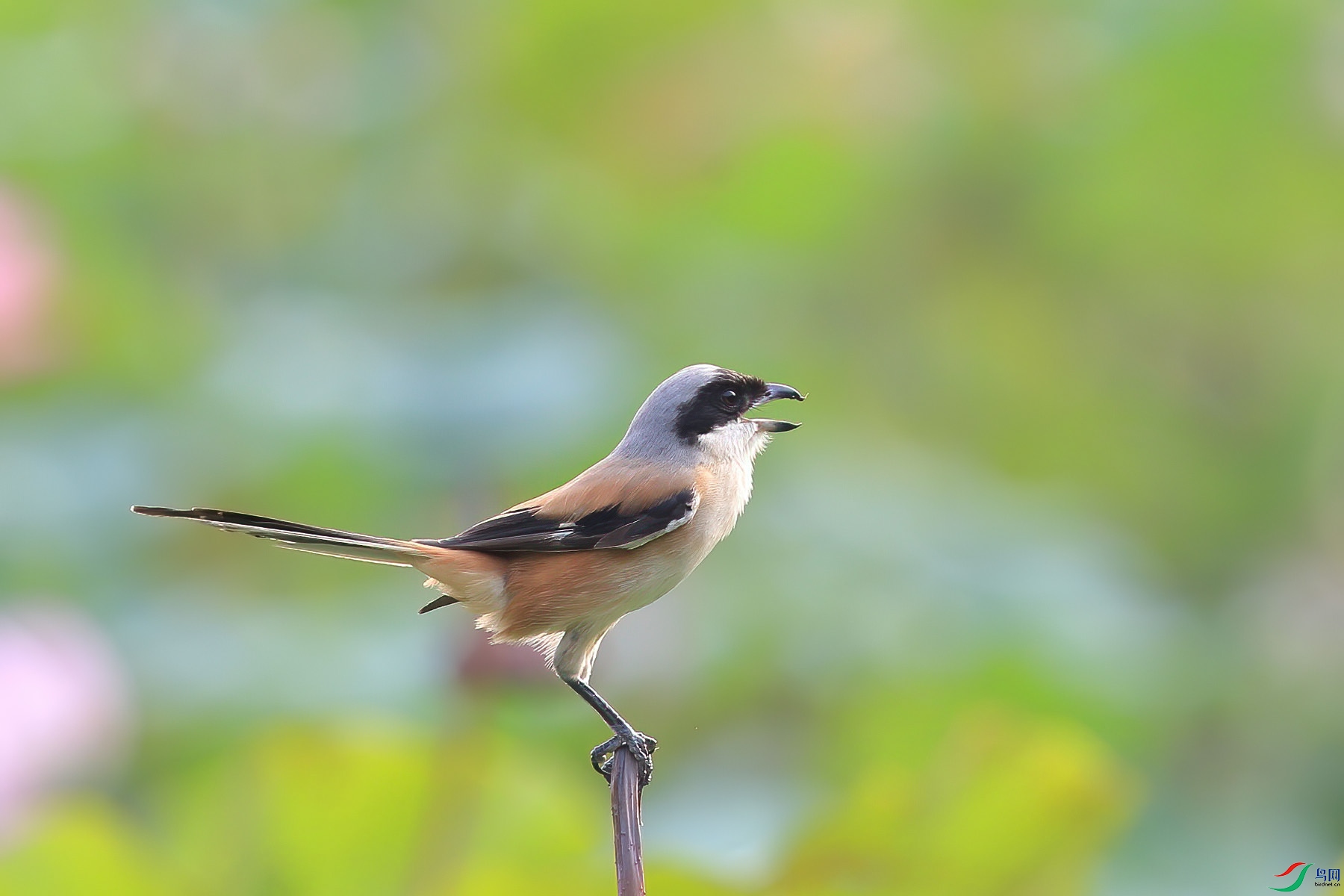 �ر�����