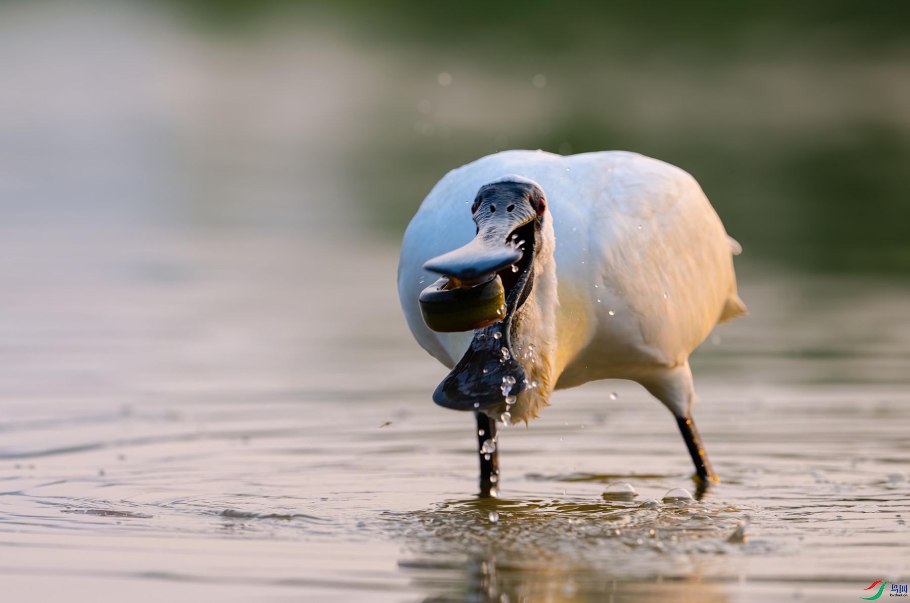 DSC_5868 ����_����.jpg