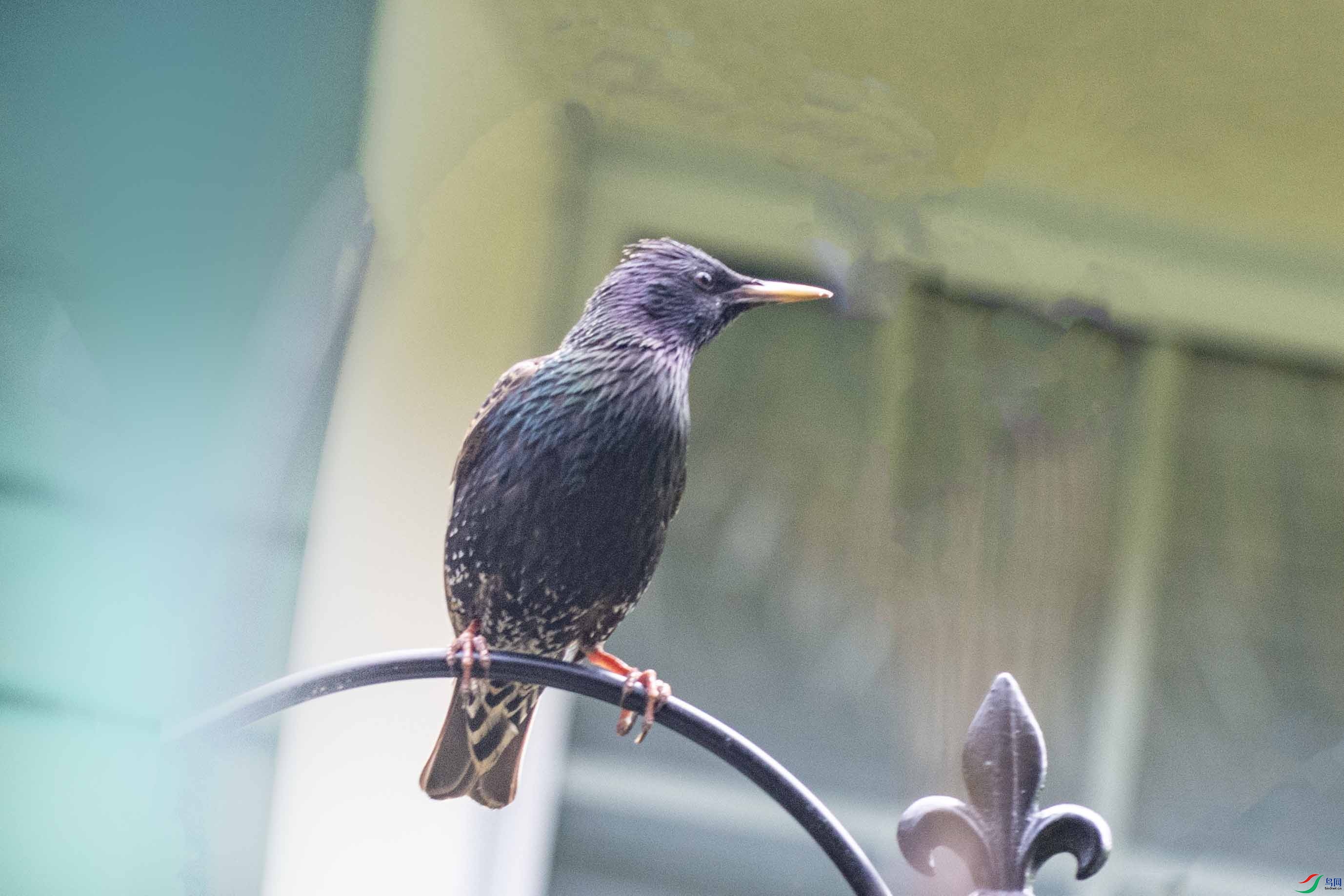 DSC_7459 ����.jpg