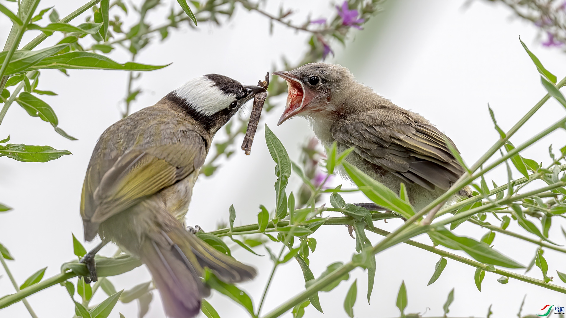 DSC_7400-.jpg
