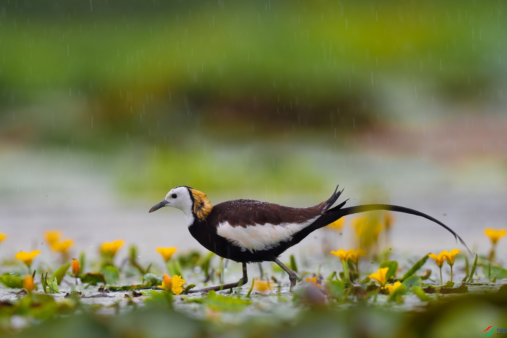 DSC_4065 ����.jpeg