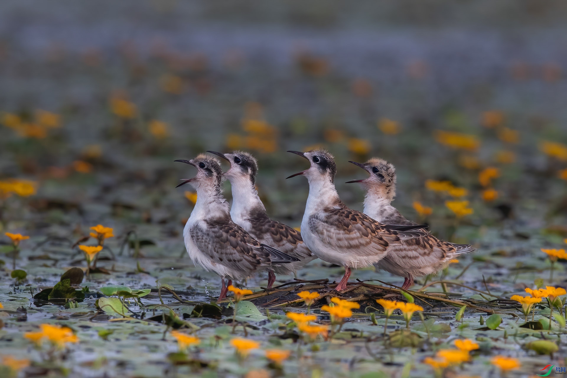 AB2I3345 ����.jpeg