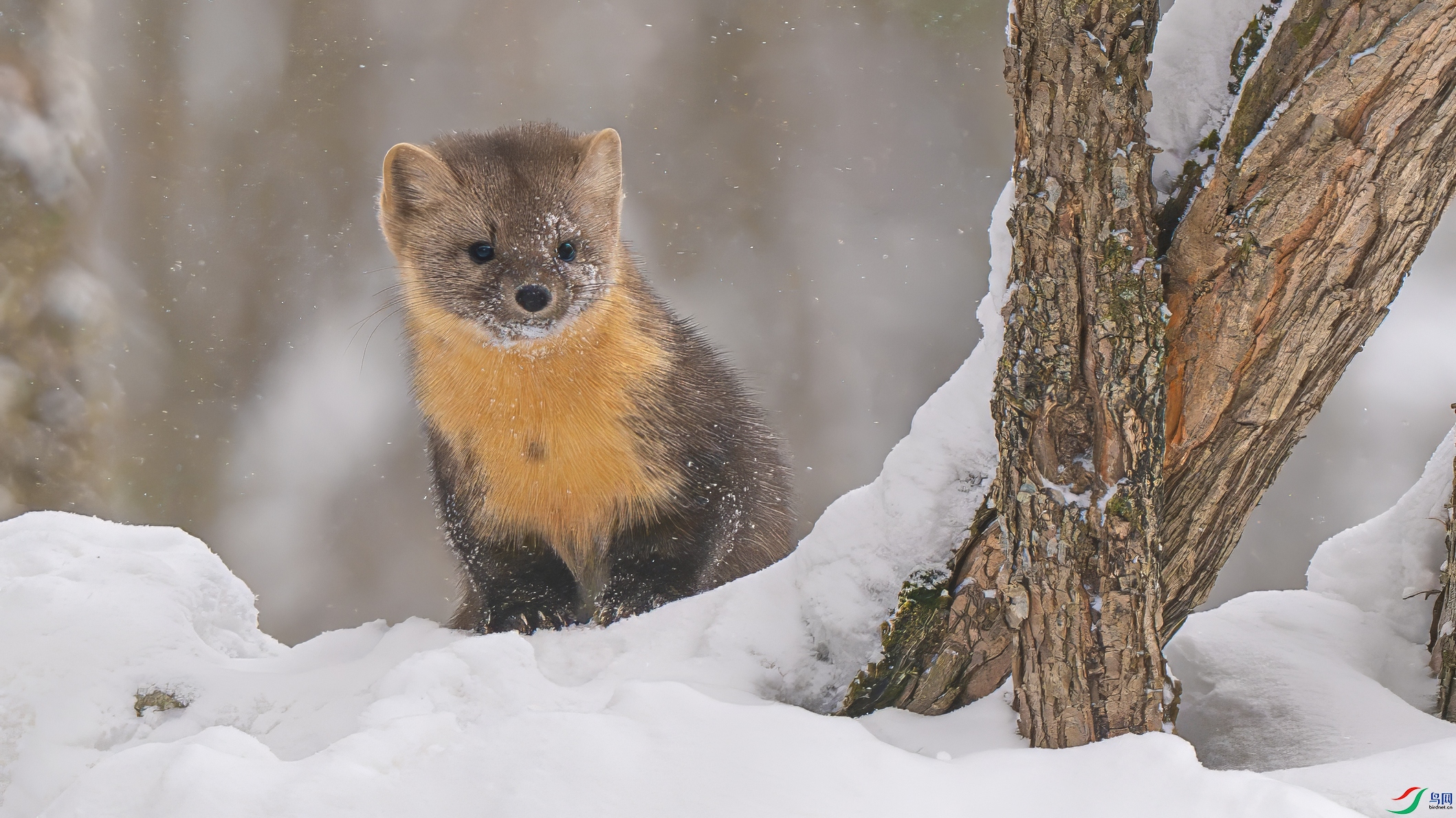 DSC02016-����ǿ-NR ����.jpg