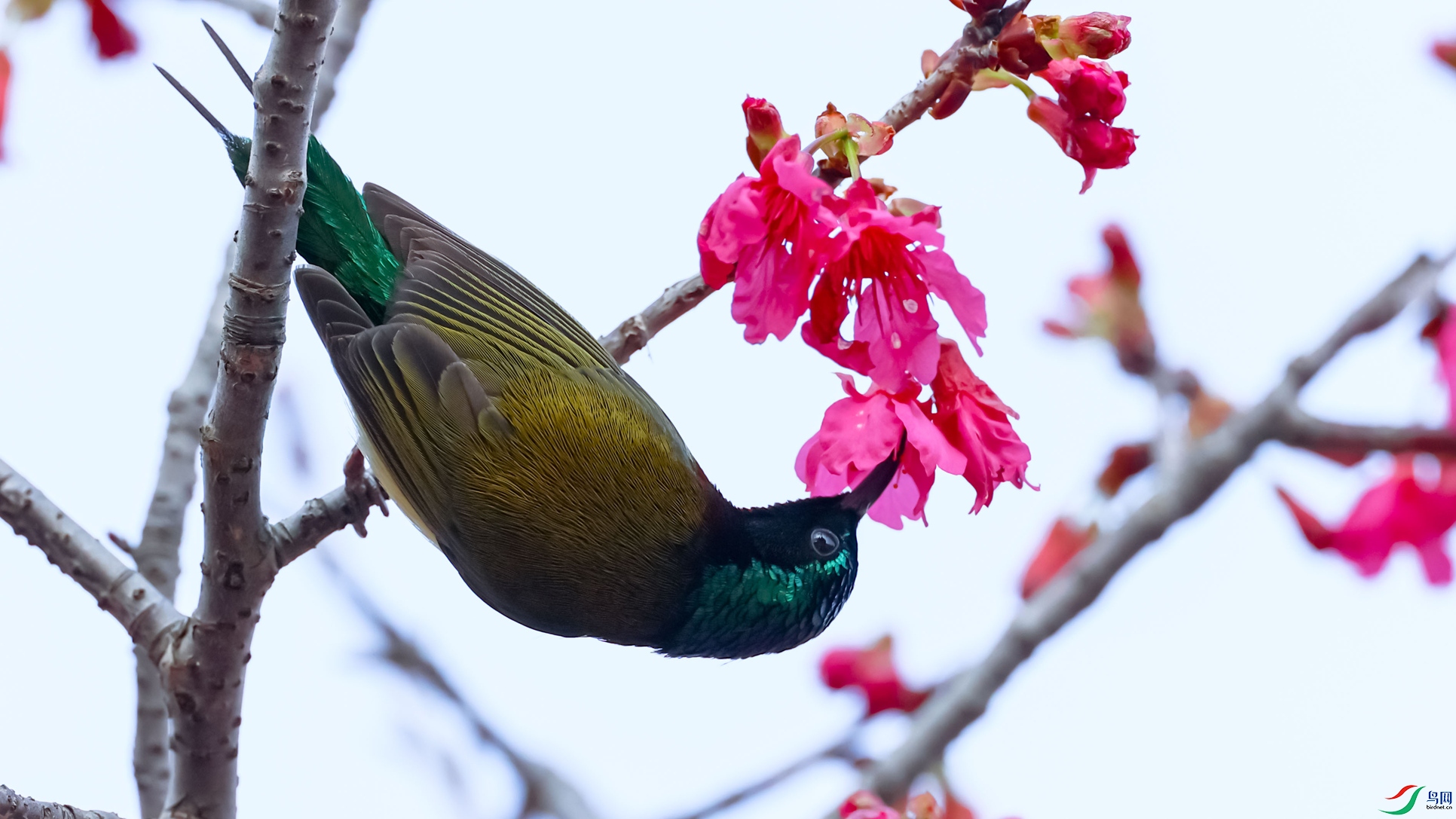 ��β̫����