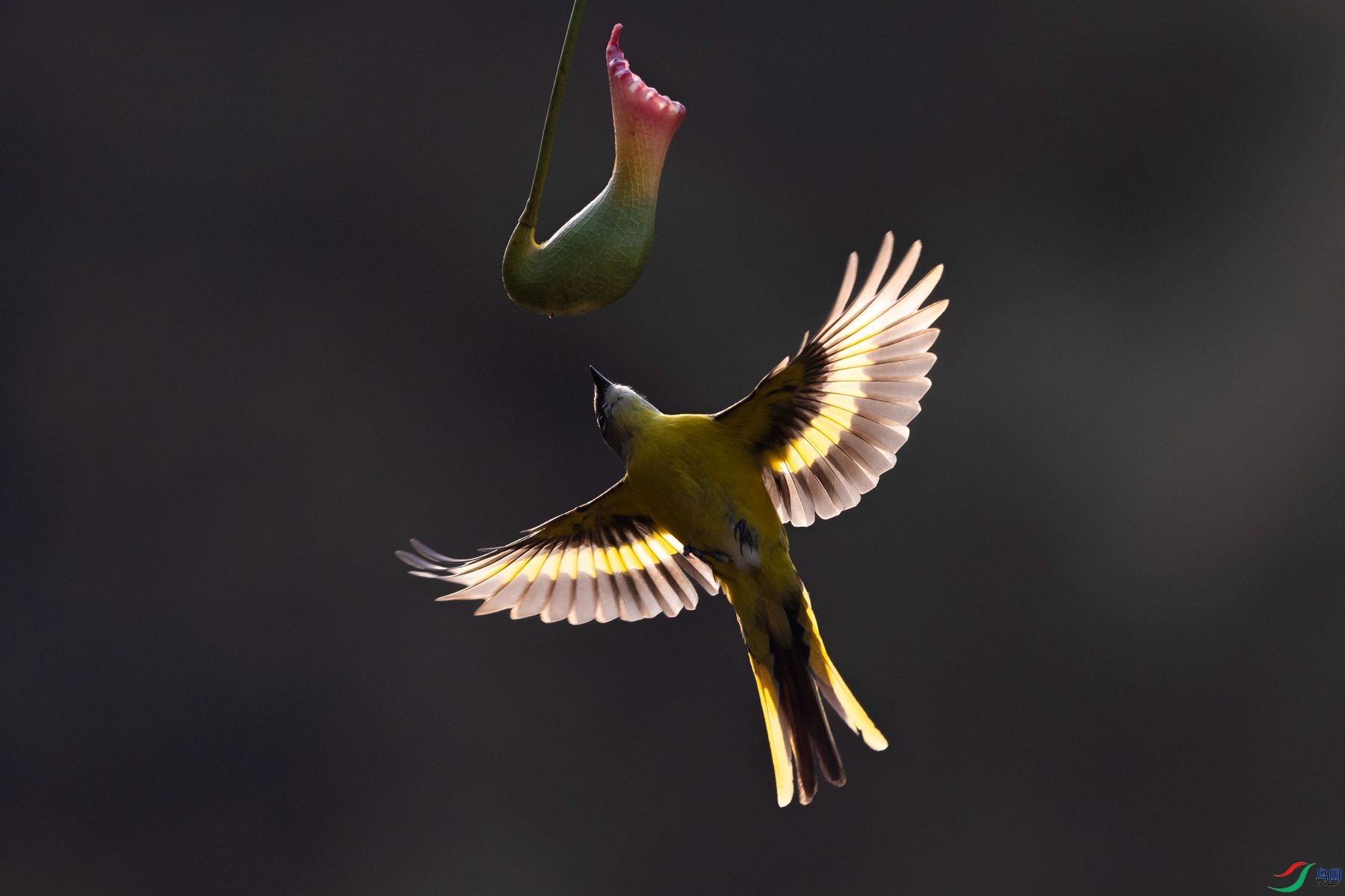 ���ɽ����5