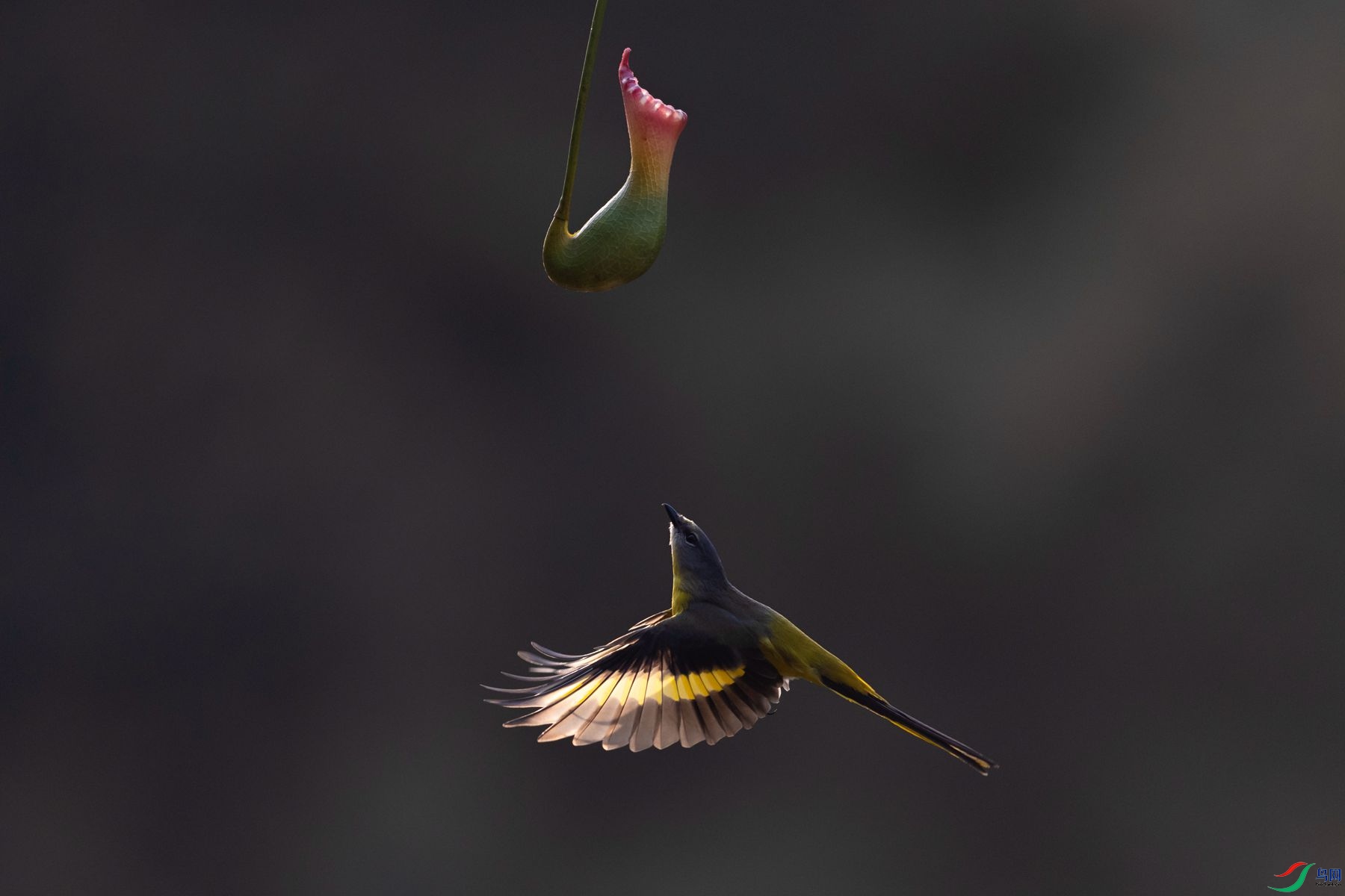 ���ɽ����7