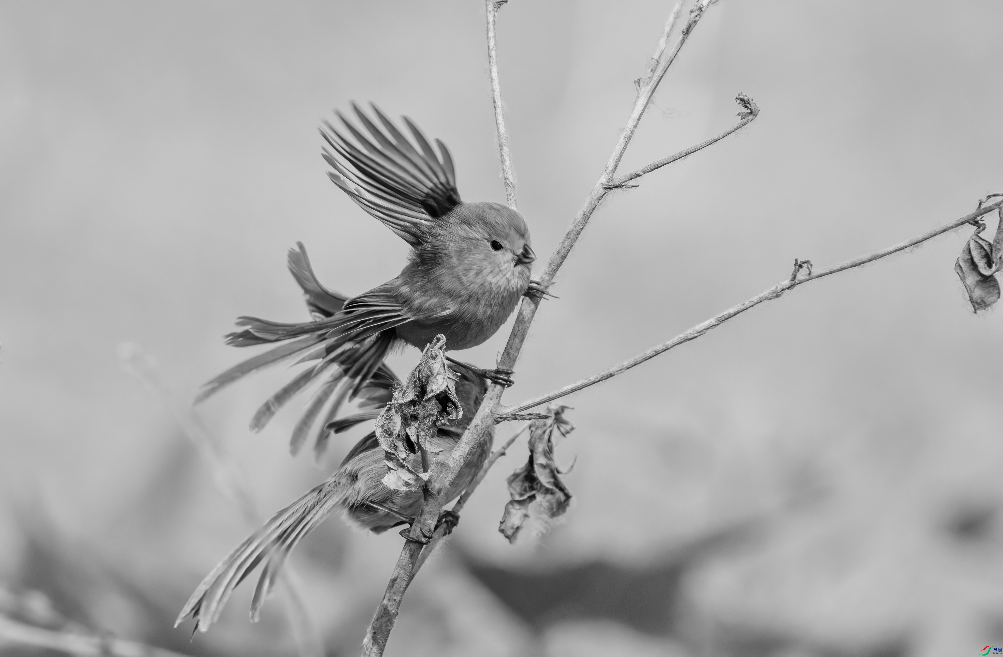 DSC01045 ����.jpg