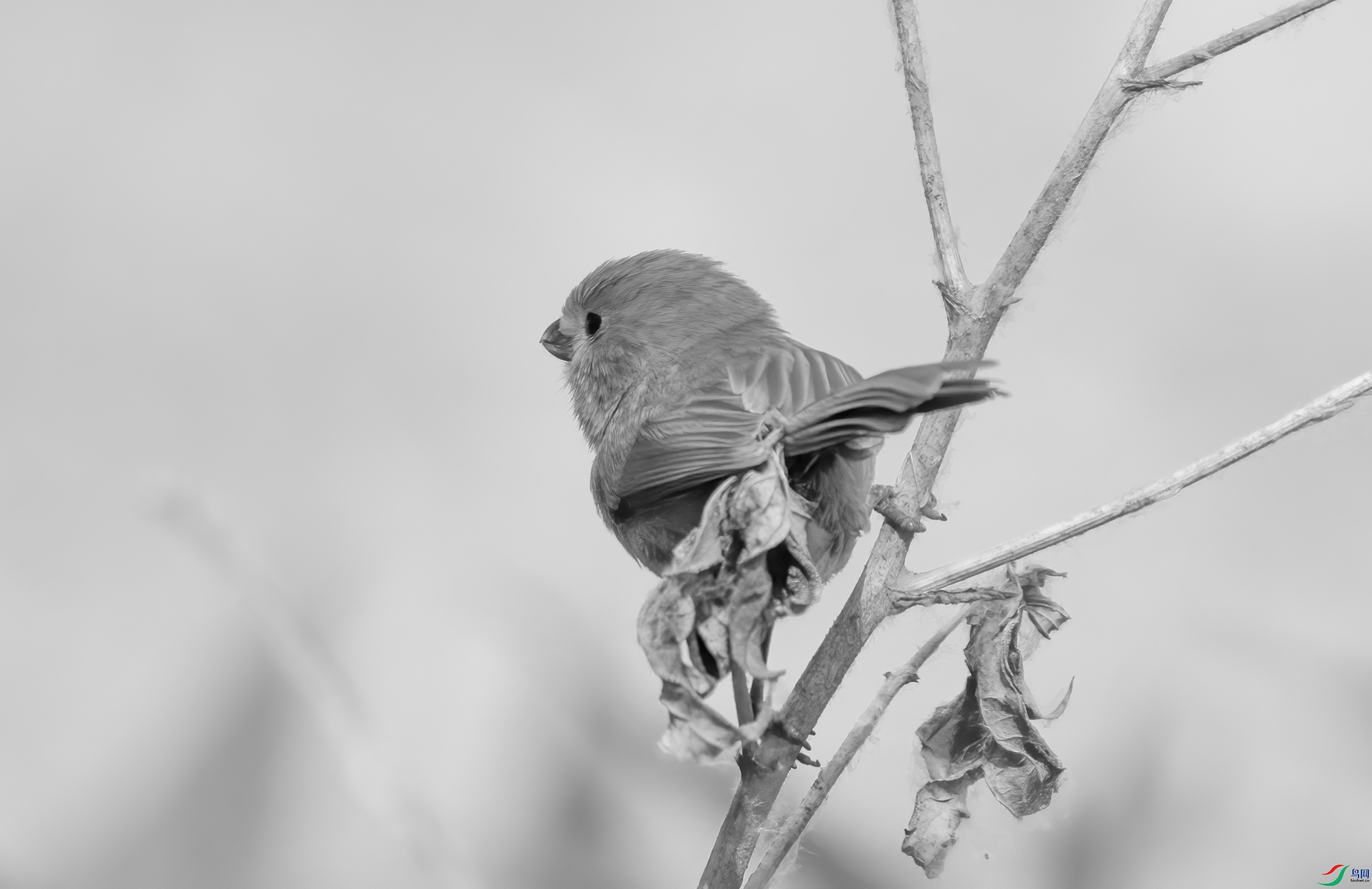 DSC01056 ����.jpg