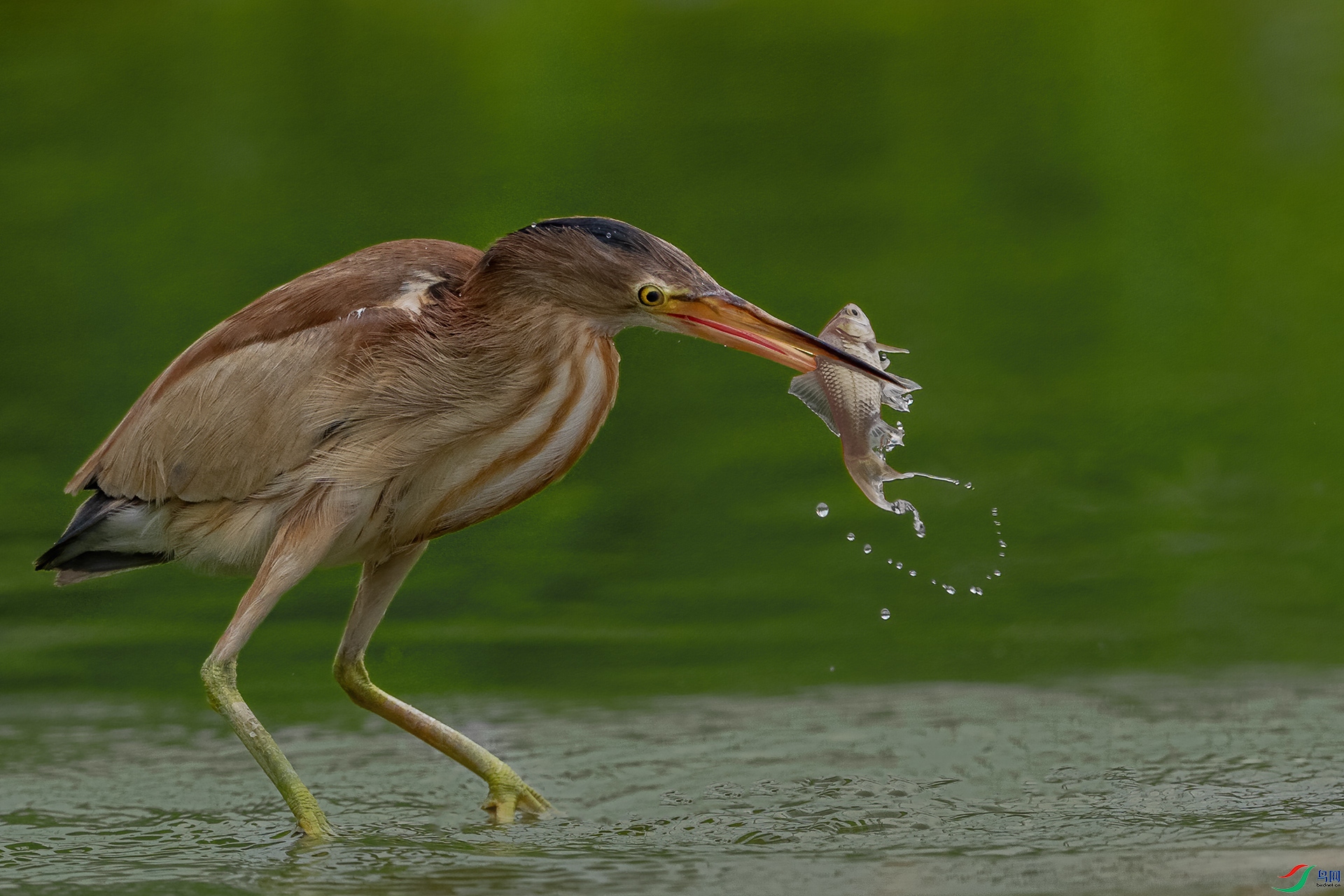 _DSC2294 ����С.jpg