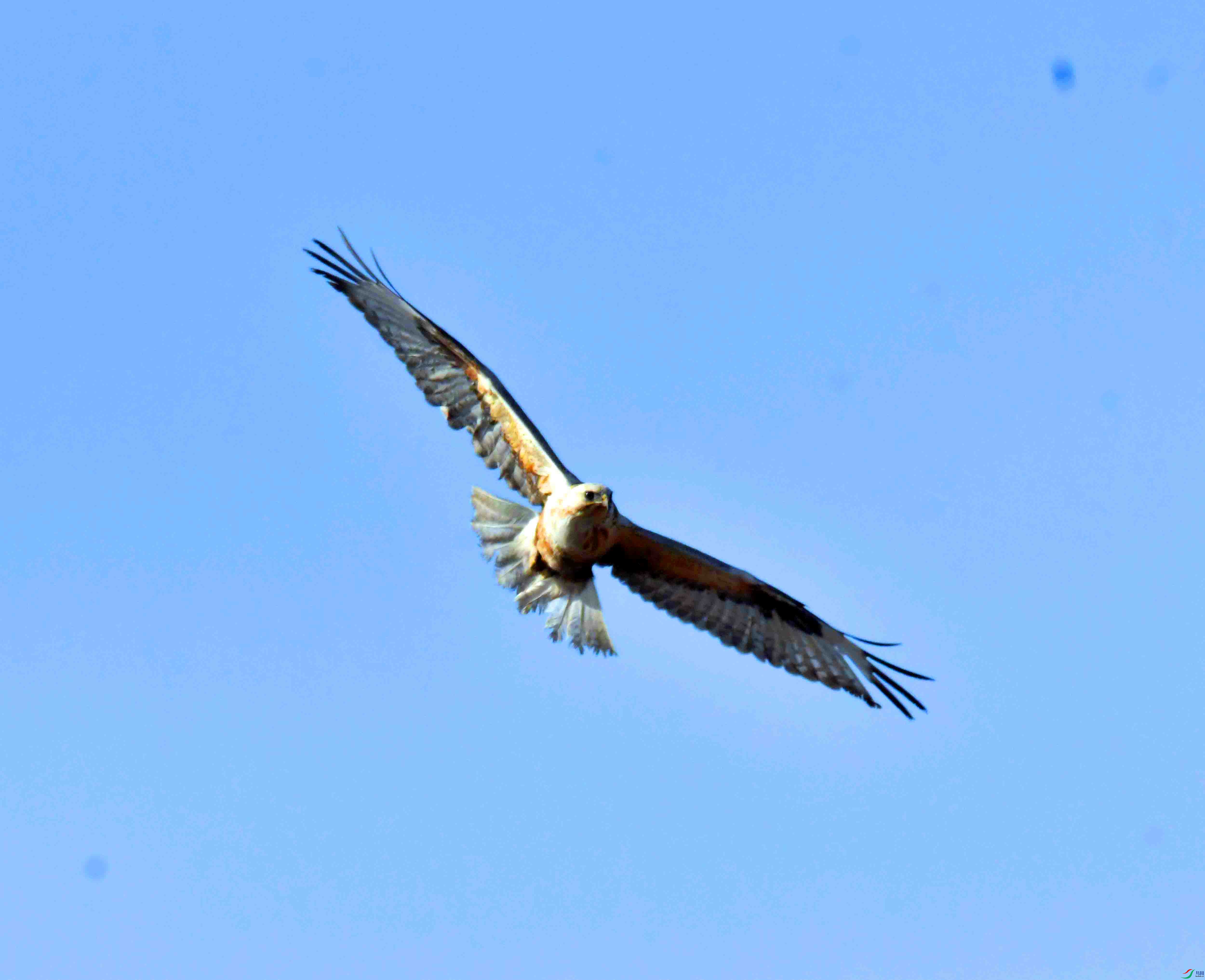 DSC_1767.JPG