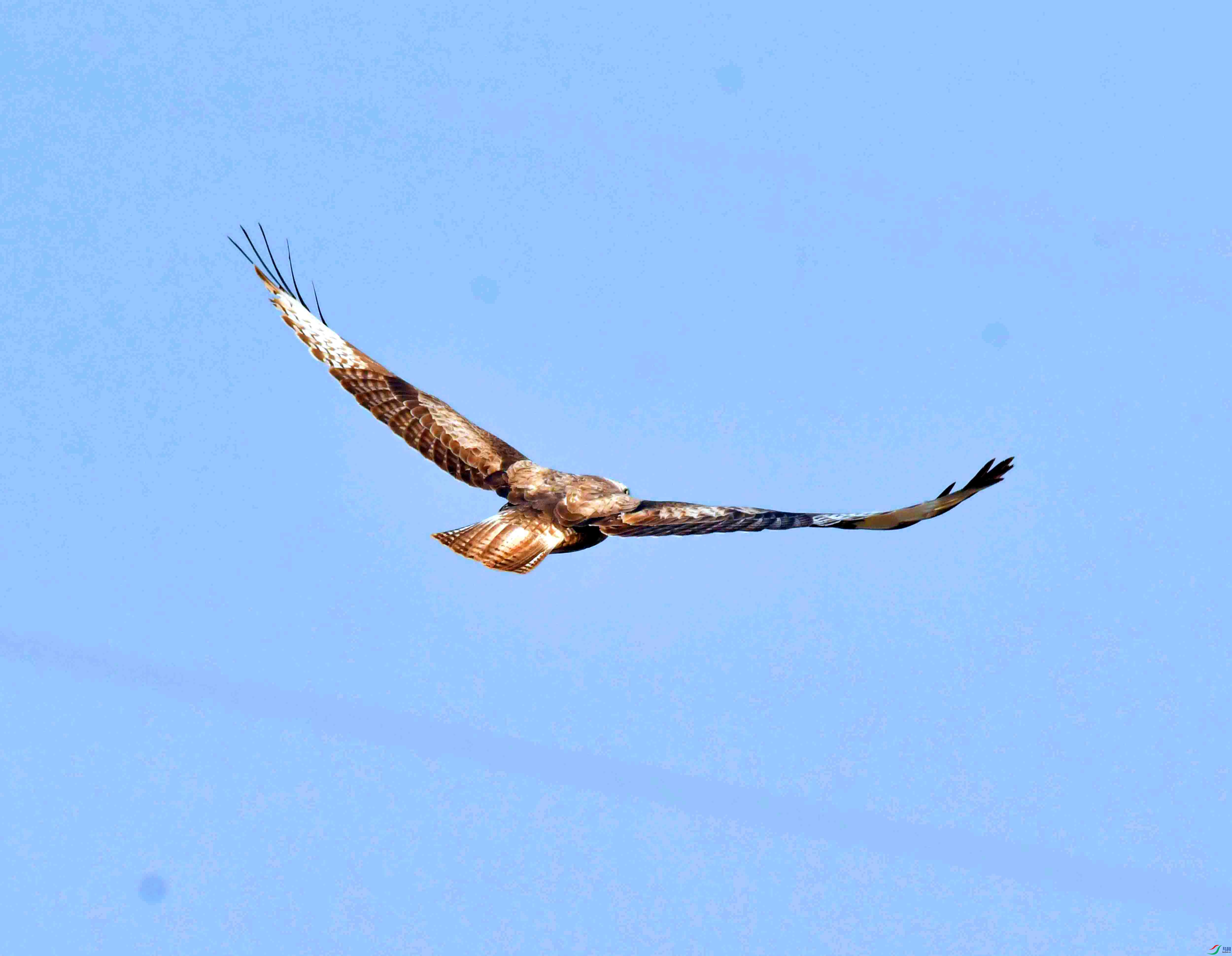 DSC_6185.JPG