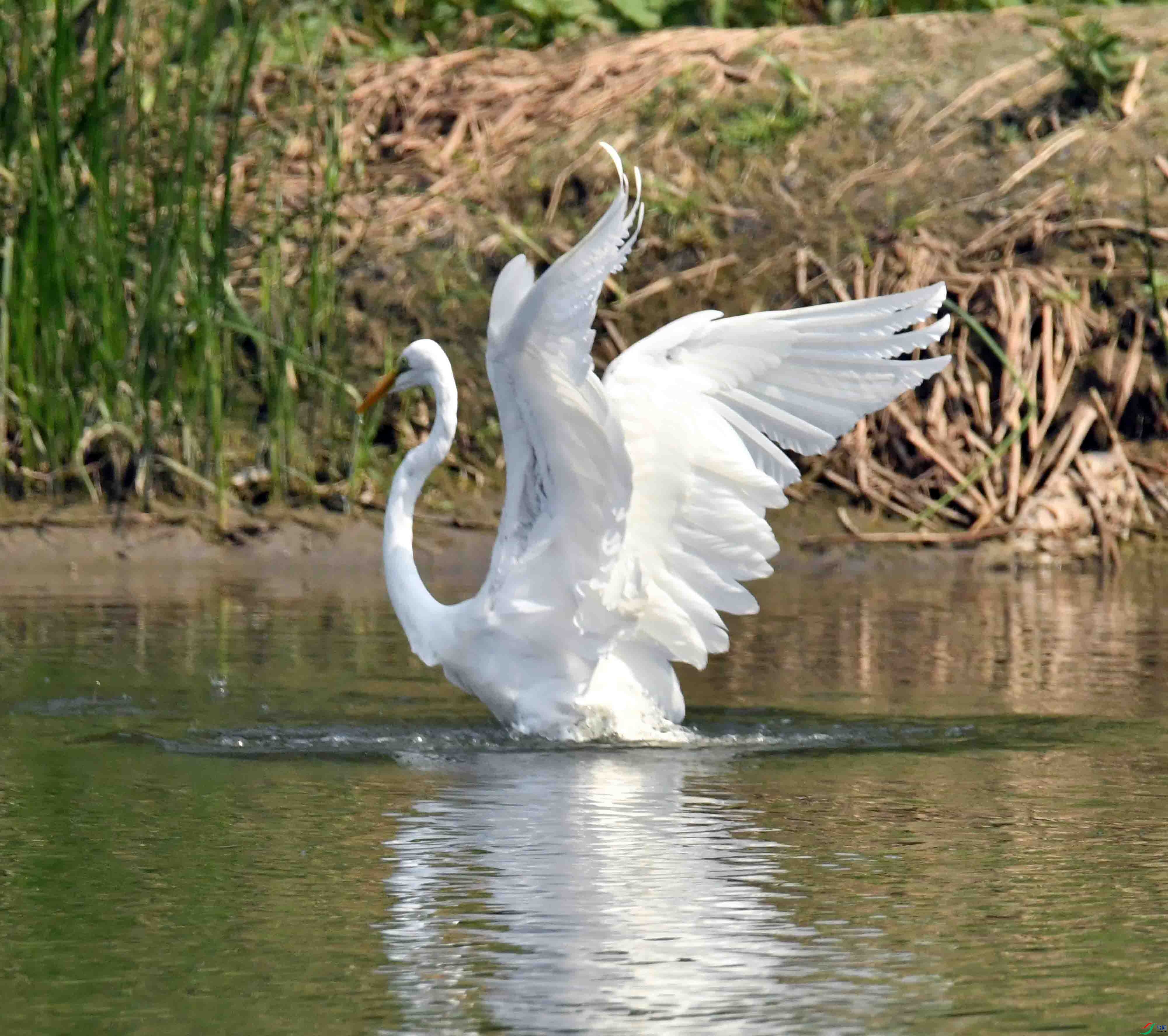 DSC_0529.JPG