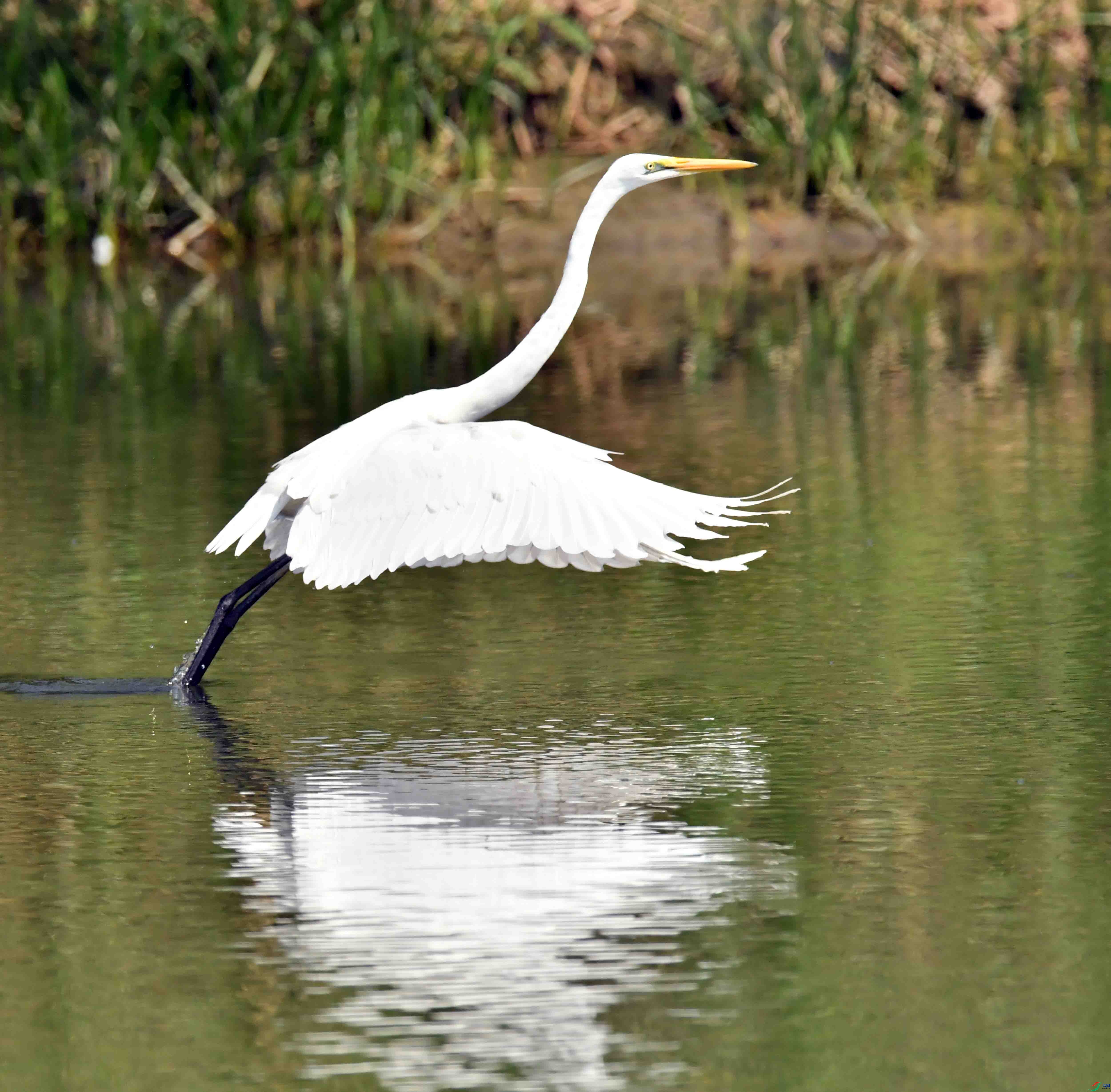 DSC_0600.JPG