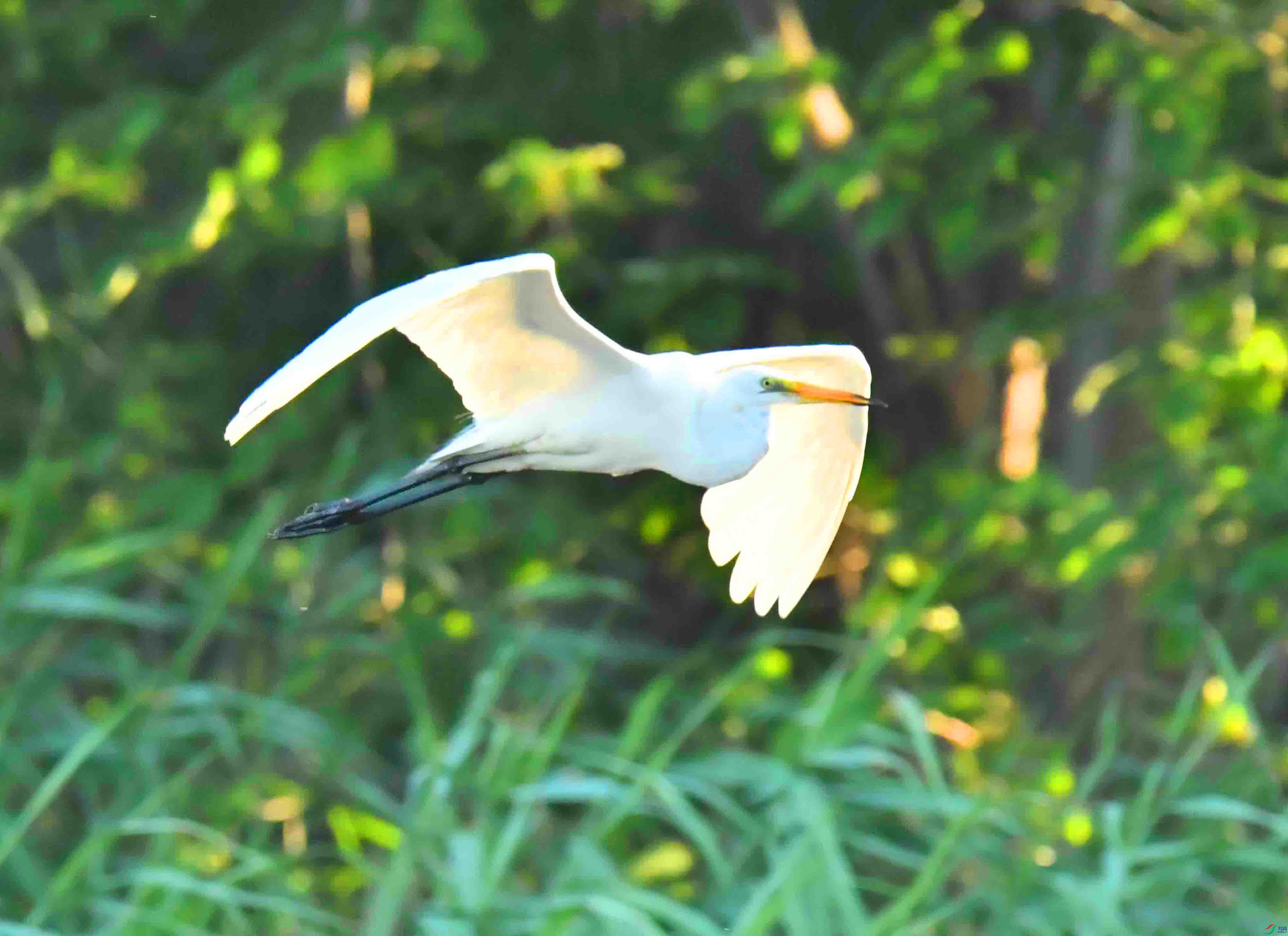 DSC_0867.JPG