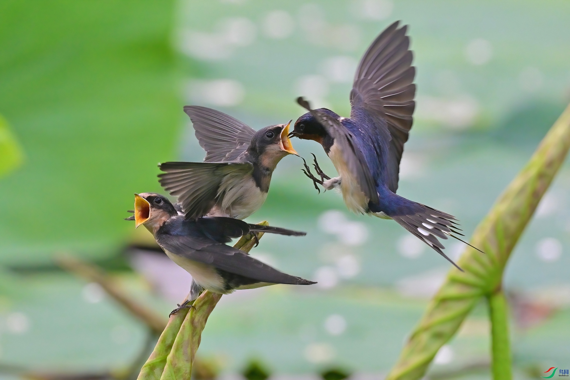 DSC_5614-V.jpg