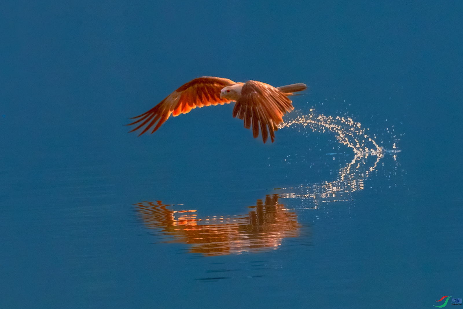 ���----�����˫Ӱ