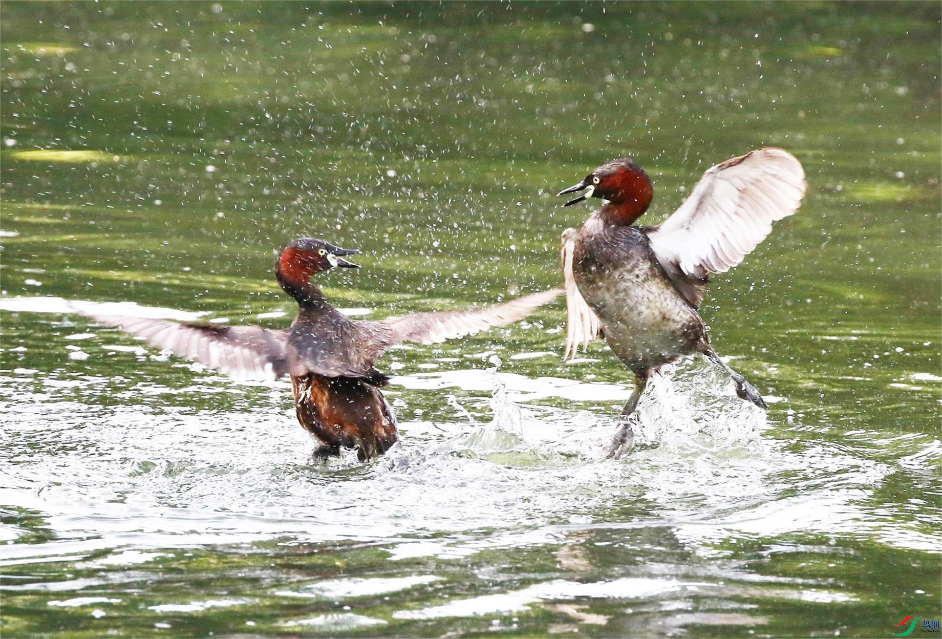 A33A4781 - ����.JPG