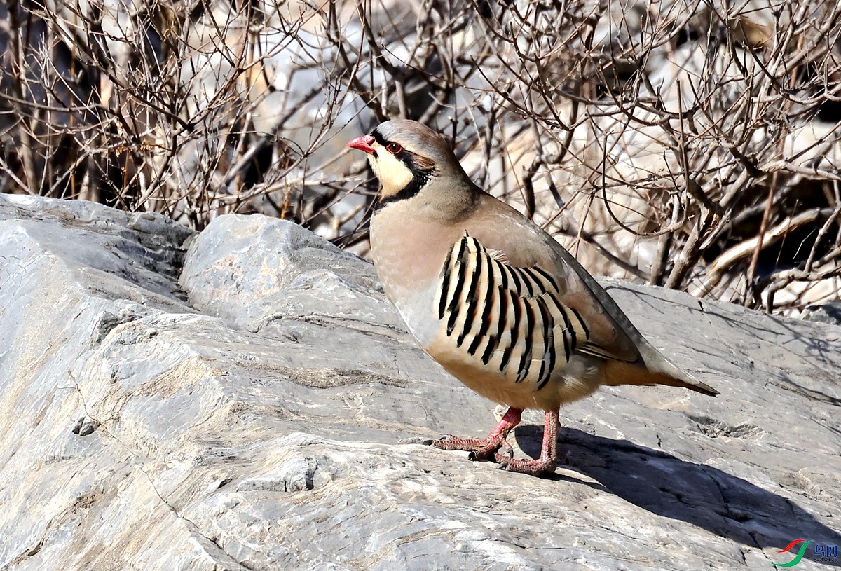 3A5817ʯ��-24.JPG