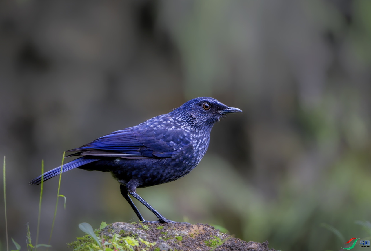 DSC04143-����ǿ ����.jpeg