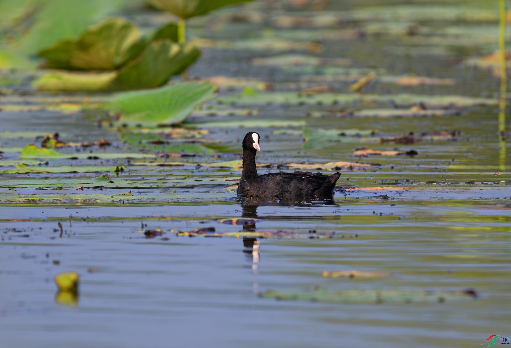 _DSC2662f.jpg