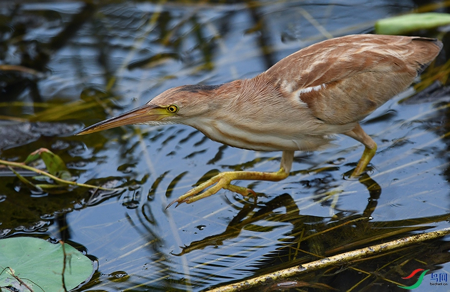 DSC_8929.jpg