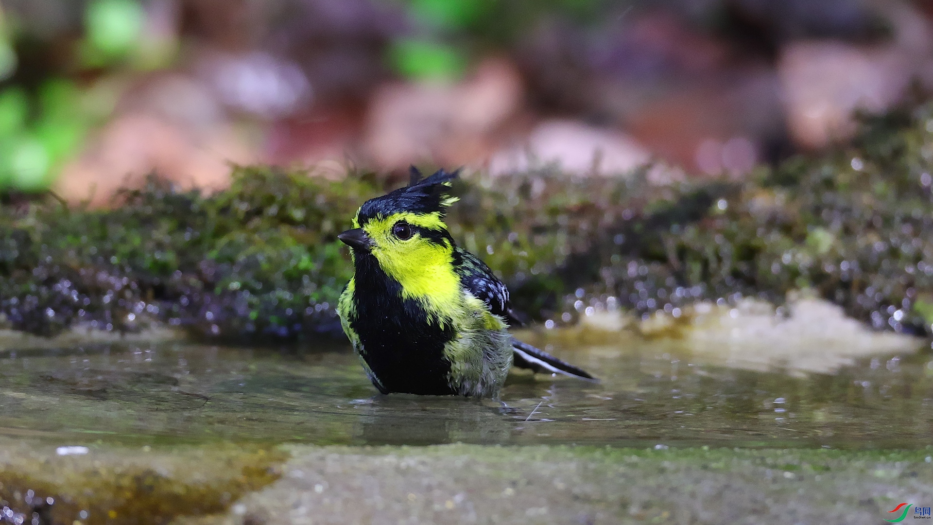 ���� 01.00_00_12_02.��ֹ001.jpg