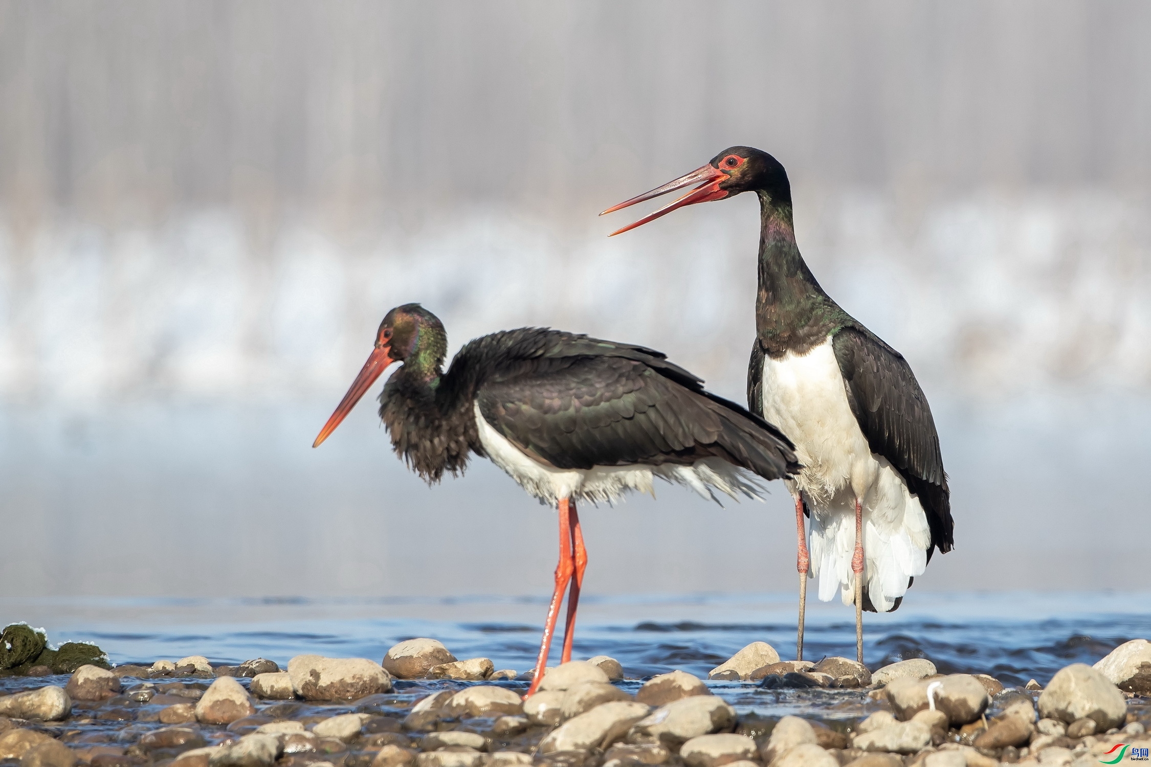 ���� ���� ��ʯ ��һ.jpg